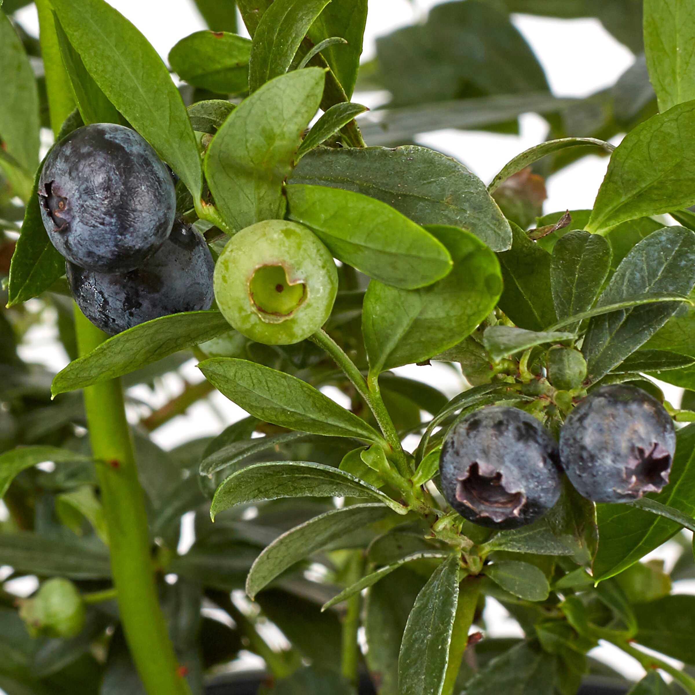 Emerald Blueberry Edible Garden at Lowes.com