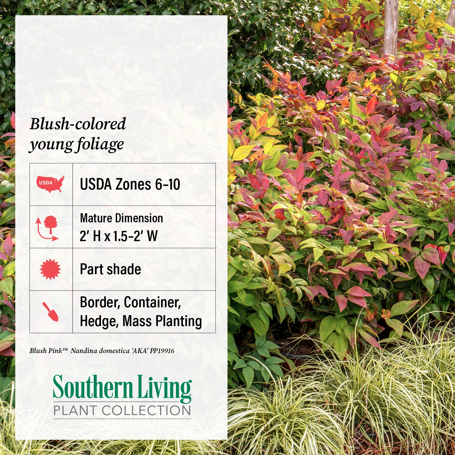 Southern Living Plant Collection 43072TSL-1 shrubs - View #6