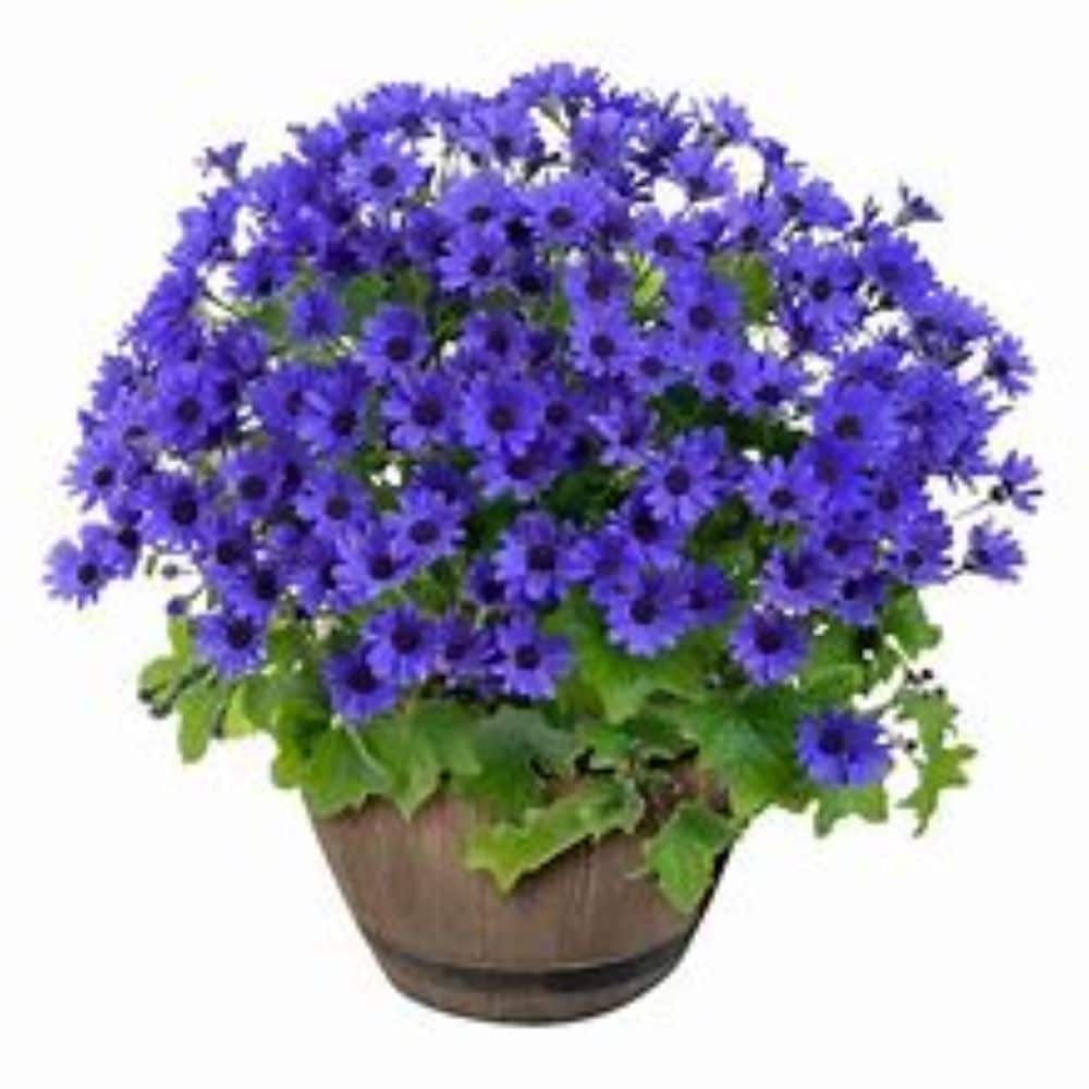 Lowe's NURSERY Multicolor Florists' Cineraria in 1.15 Gallon(s) Pot 1 -Pack