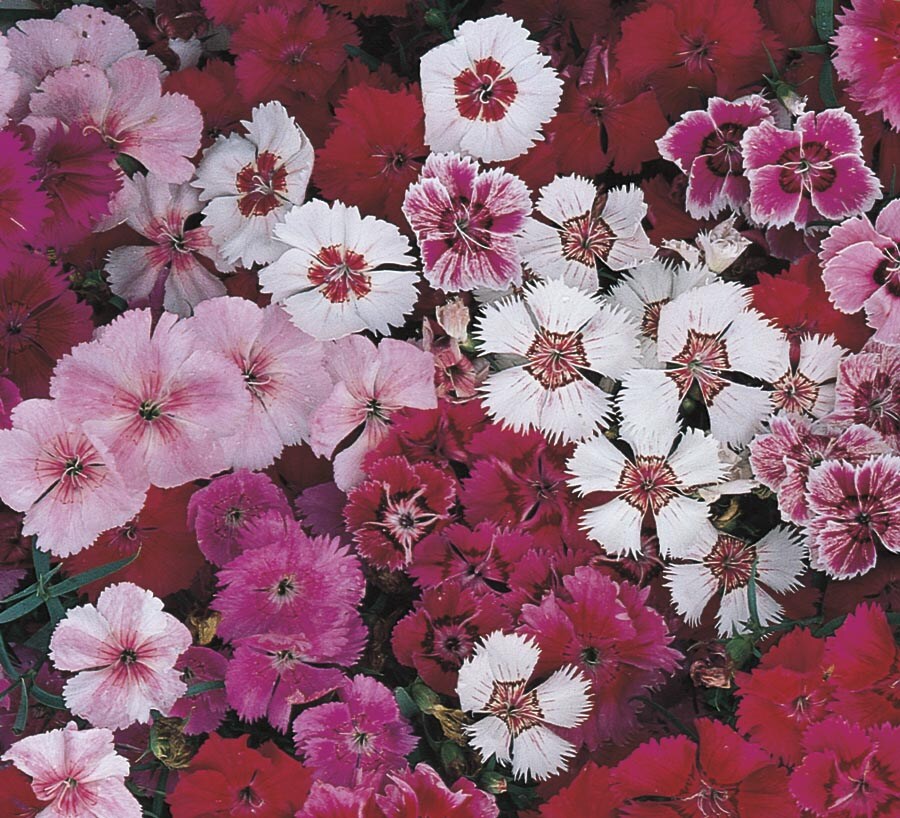 Lowe's 5751722 Multicolor DIANTHUS in 2 Quart(s) Pot 1 -Pack