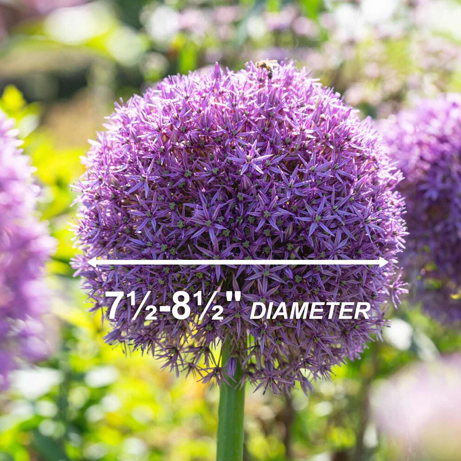 Garden State Bulb ECF-140-20-02 Plant-Bulbs - View #3