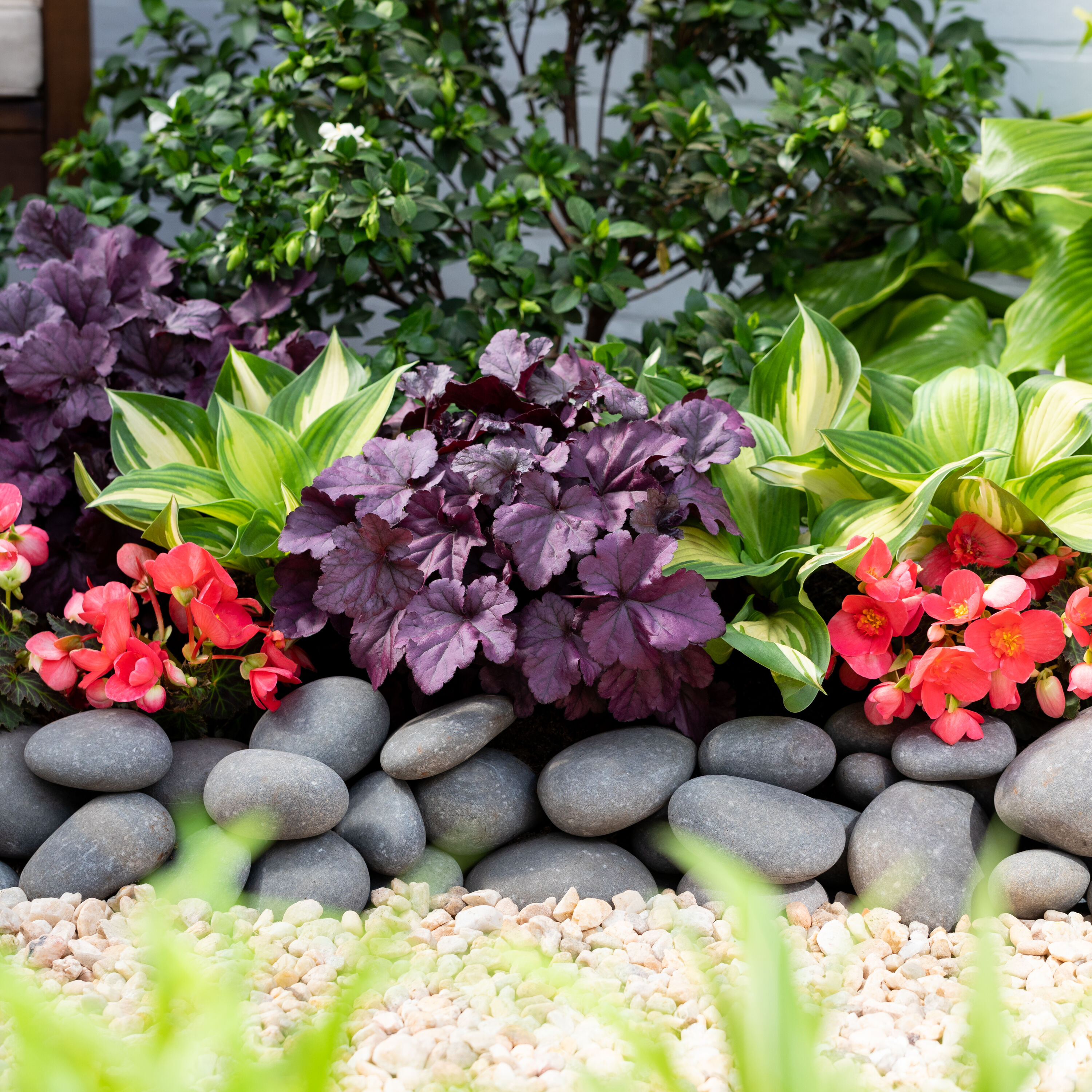 Proven Winners 4547 perennials - View #3
