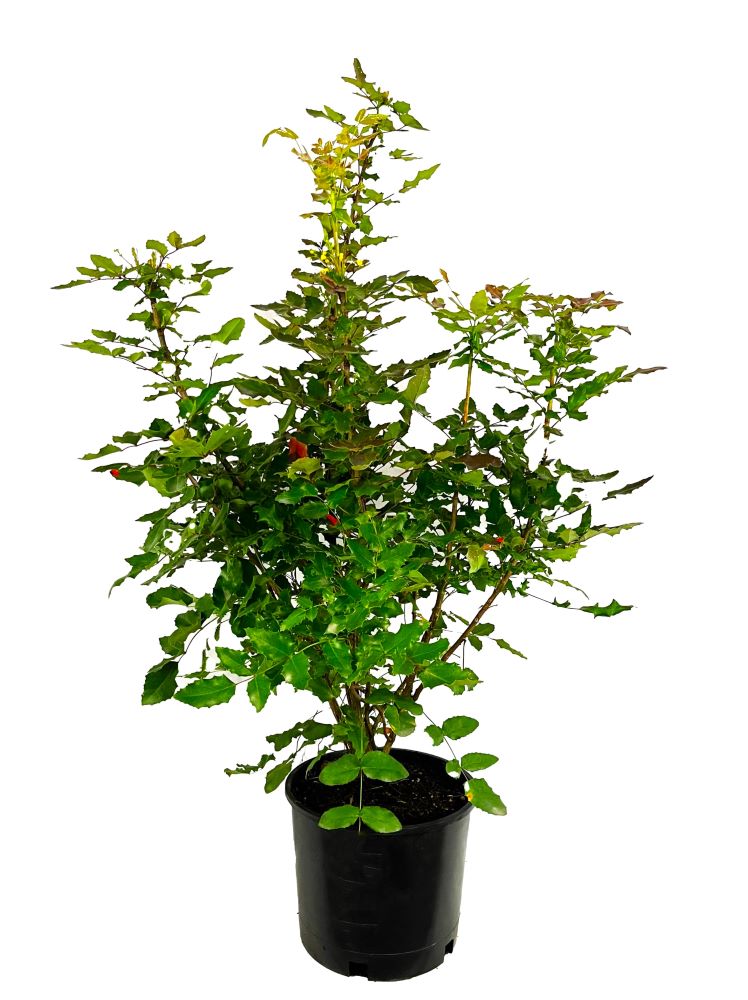 Yellow Oregon Grape Accent Shrub in 2.25-Gallon Pot in the Shrubs ...