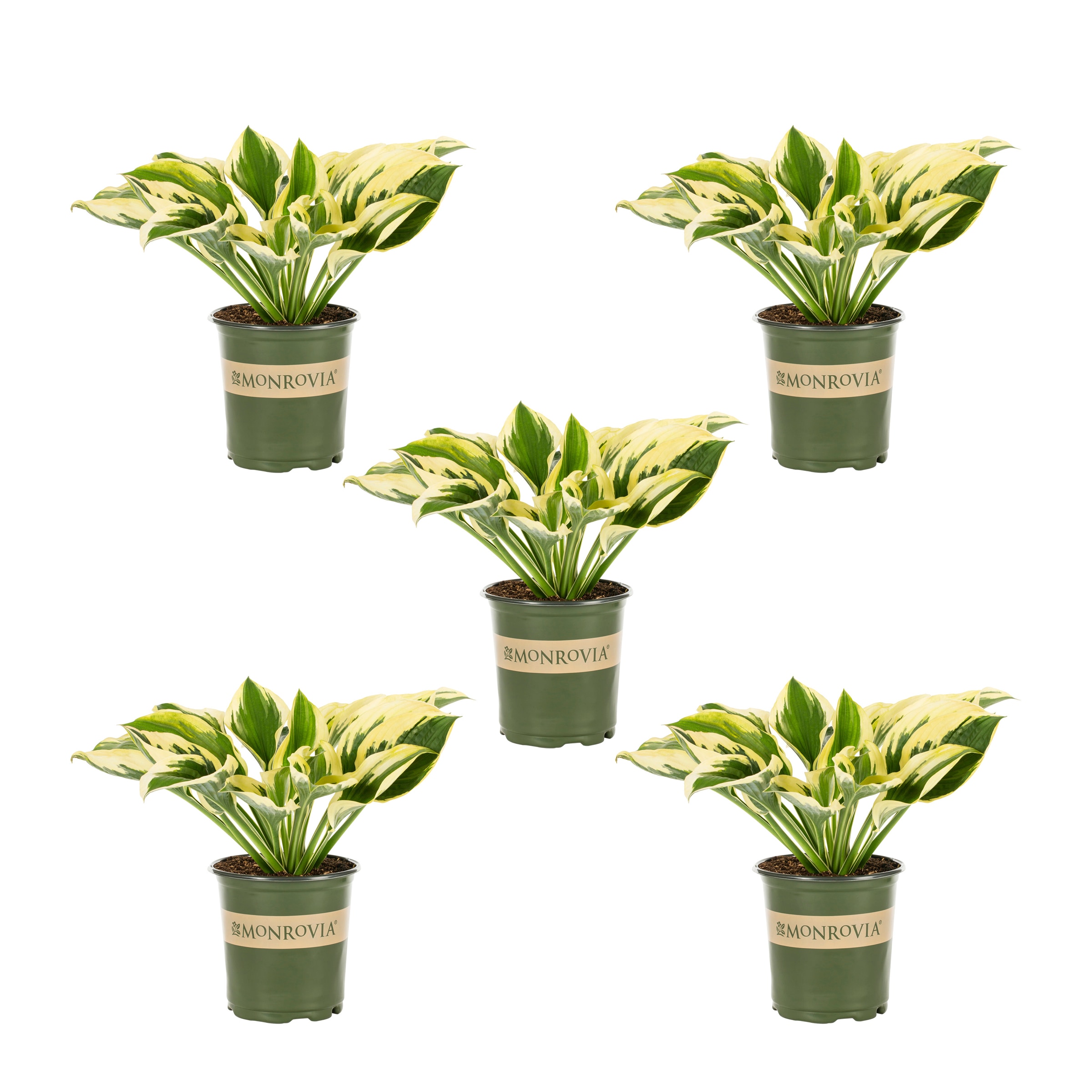 Monrovia 5075 Lavender Hosta Plant in 1.5 -Pint Pot 5.0 -Pack