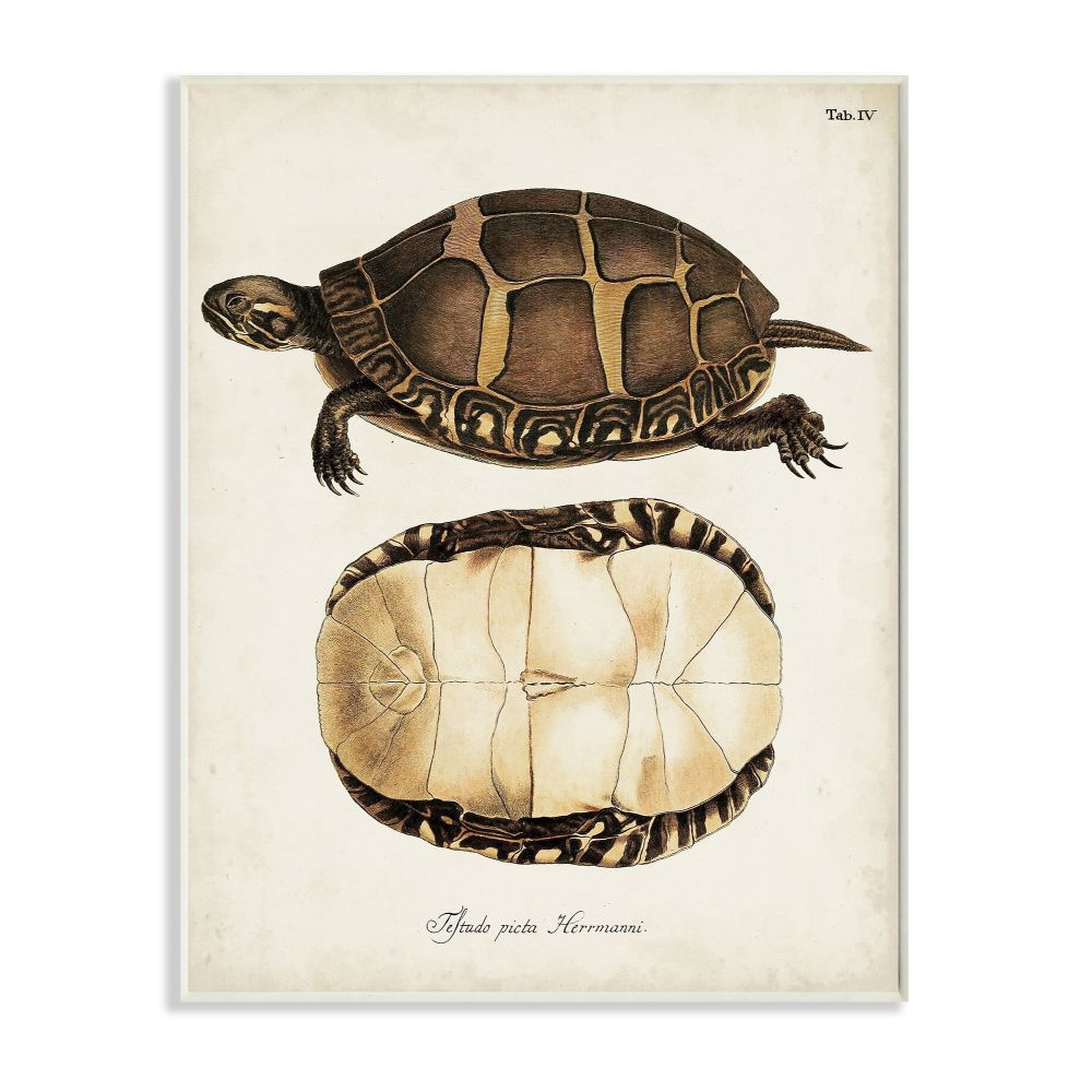 Stupell Industries Painted Turtle Shell Latin Scientific Animal