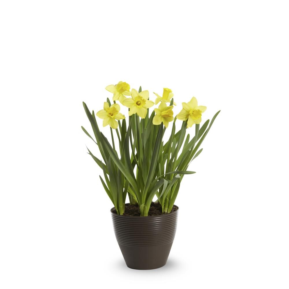 Lowe's NURSERY annuals - View #2
