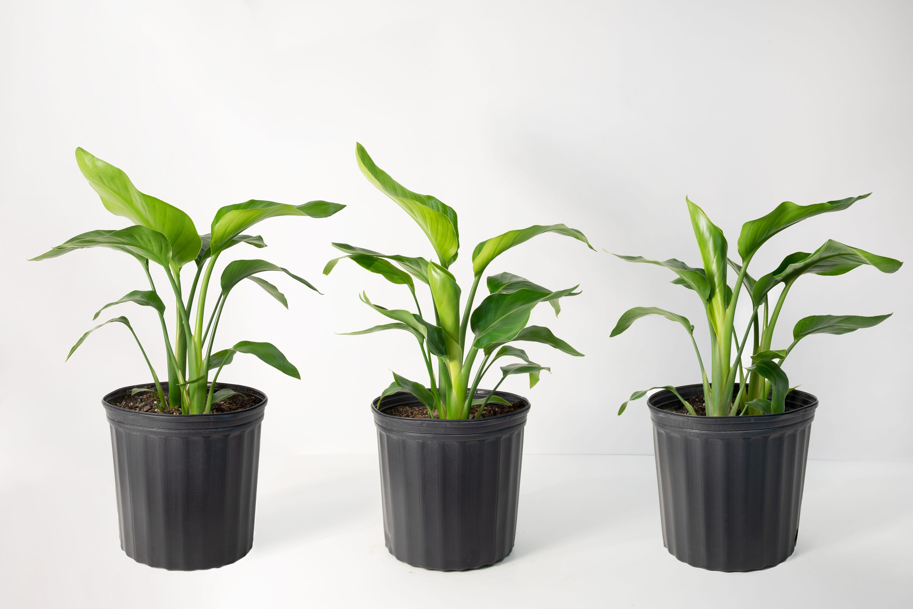 National Plant Network LW7671 hseplants - View #3