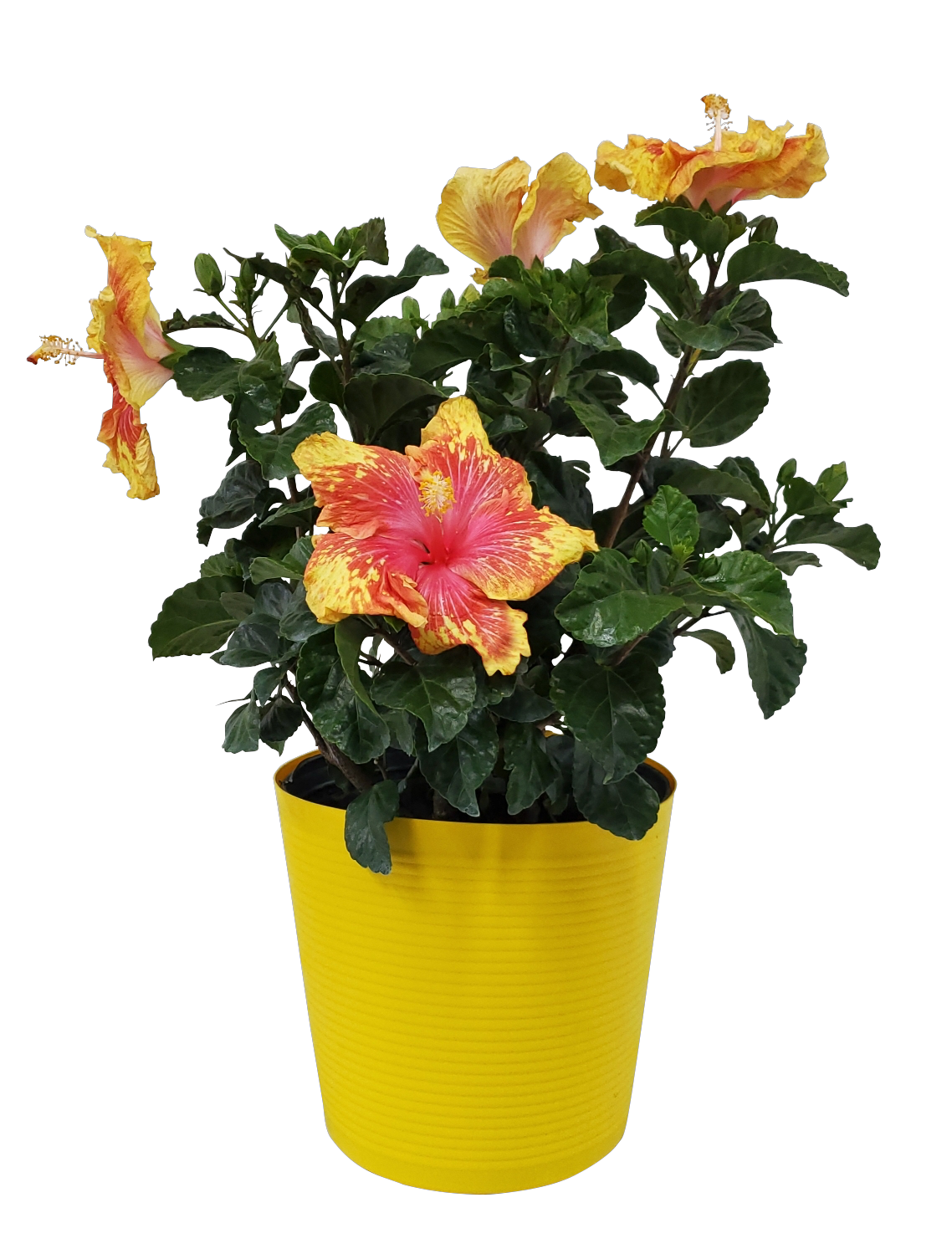 Lowe's Yellow Hawaiian Sunset Hibiscus Flowering Shrub in 2.37-Gallon (s)  Planter in the Shrubs department at