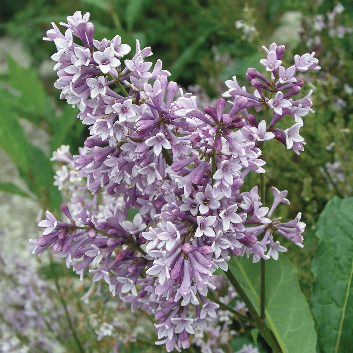 Attracts Hummingbirds Flowering Donald Wyman Lilac Shrubs At Lowes.com