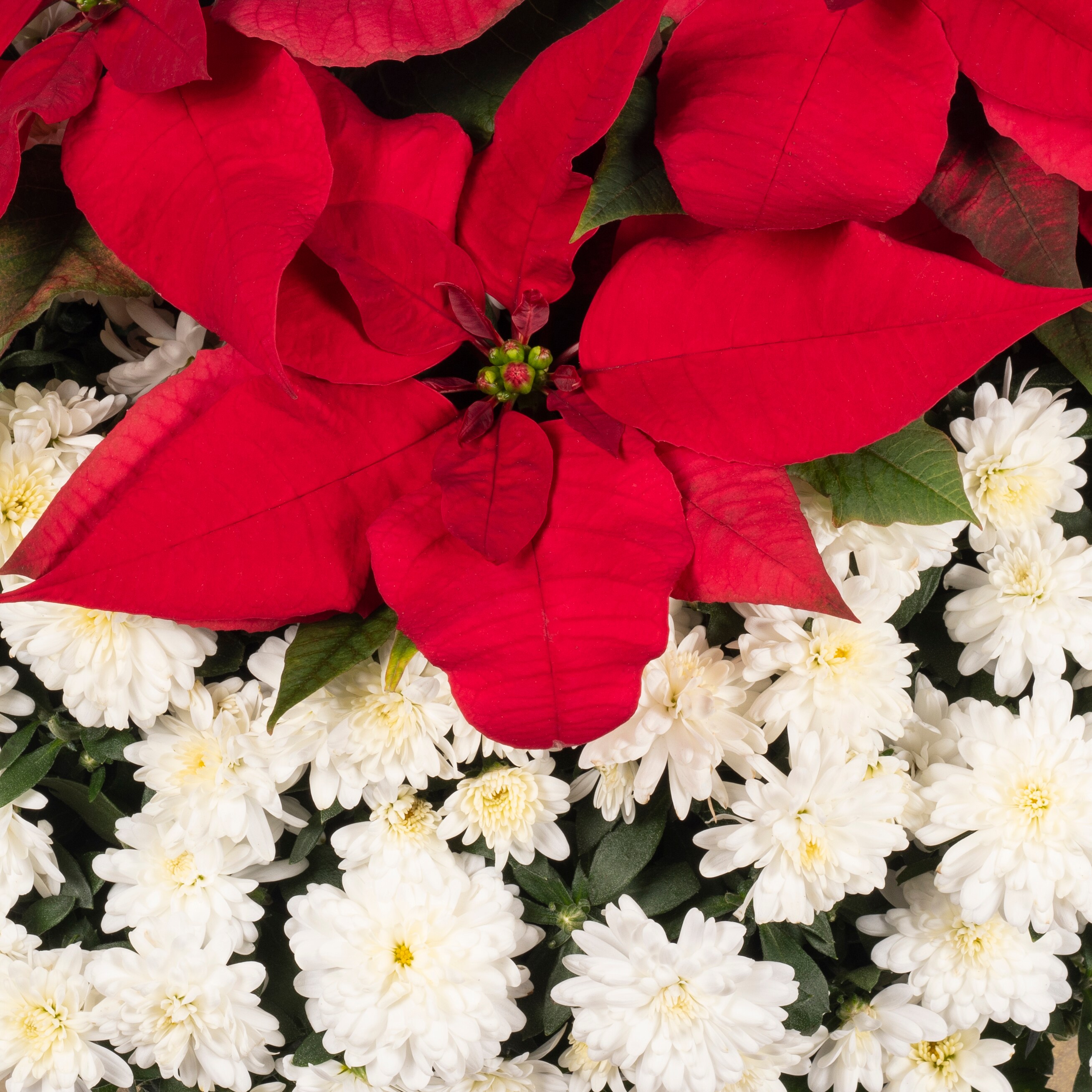 Holiday Living 126277 annuals - View #2
