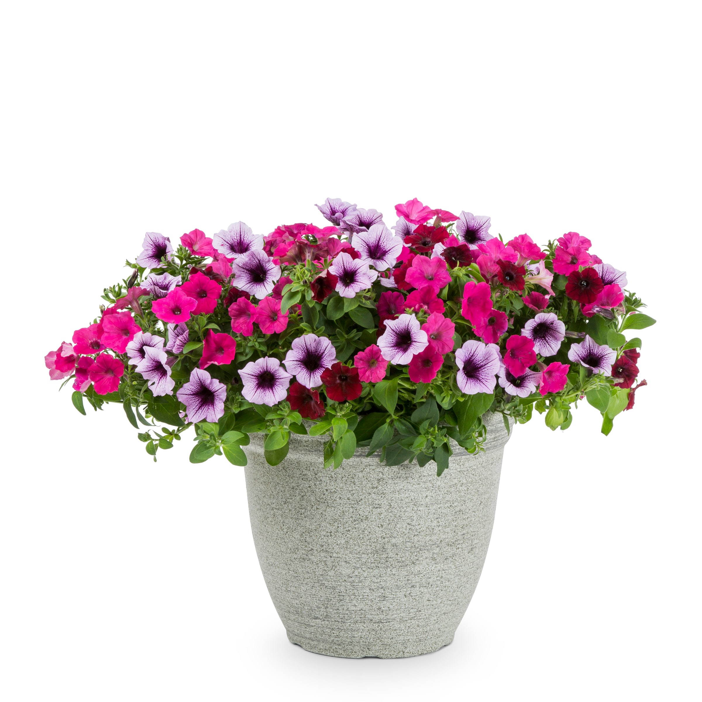Multicolor Mixed Annuals Combinations in 3-Gallons Planter in the ...
