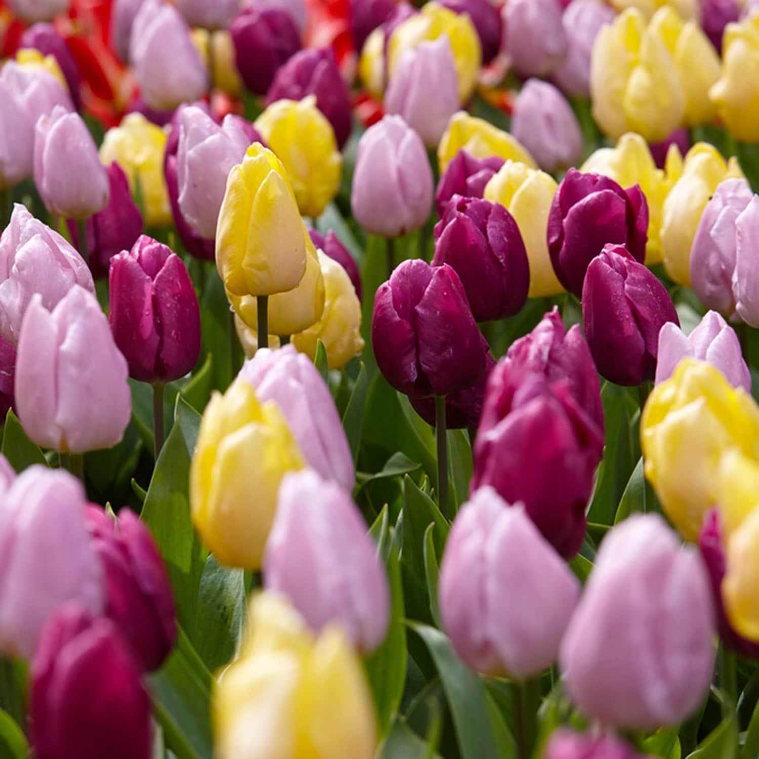 Garden State Bulb ECF-33-25-01 Multicolor Royal Prince Mix Single Early Tulip Bulbs 25 Count