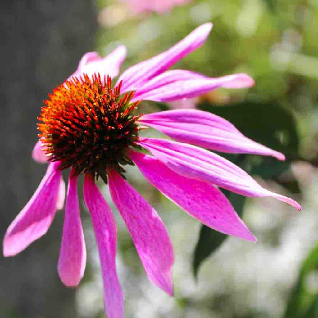 Ferry-Morse LC25.5611 seeds - View #3