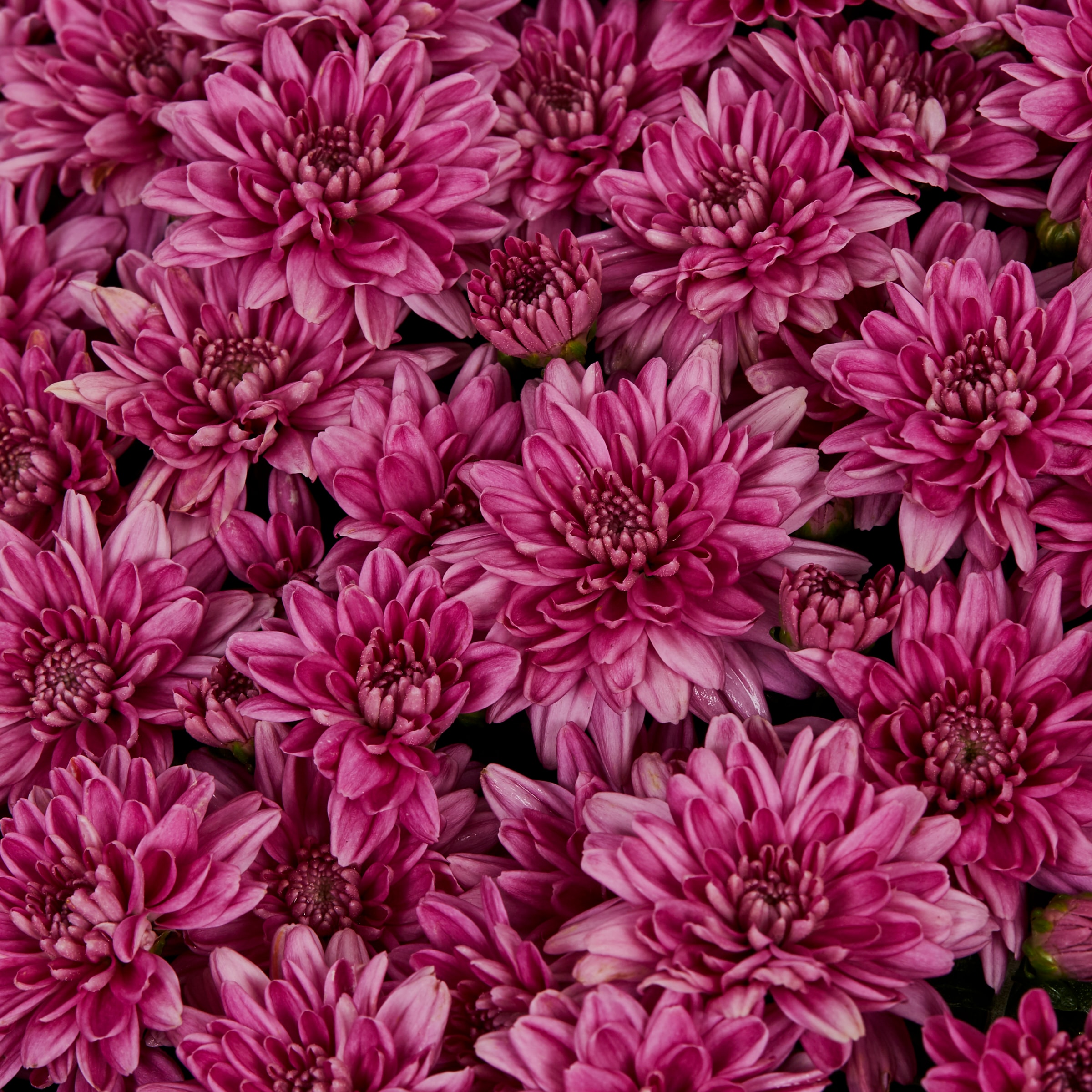 Lowe's NURSERY annuals - View #4