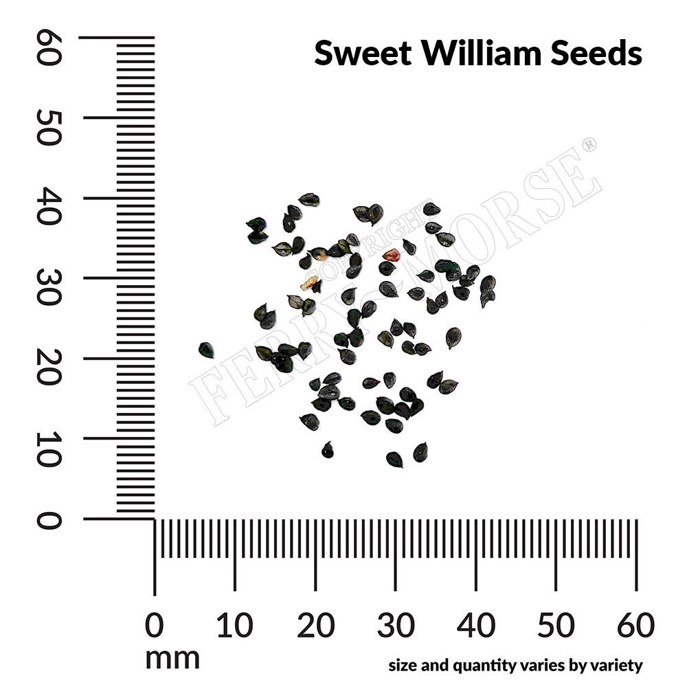 Ferry-Morse LC25.6611 seeds - View #4