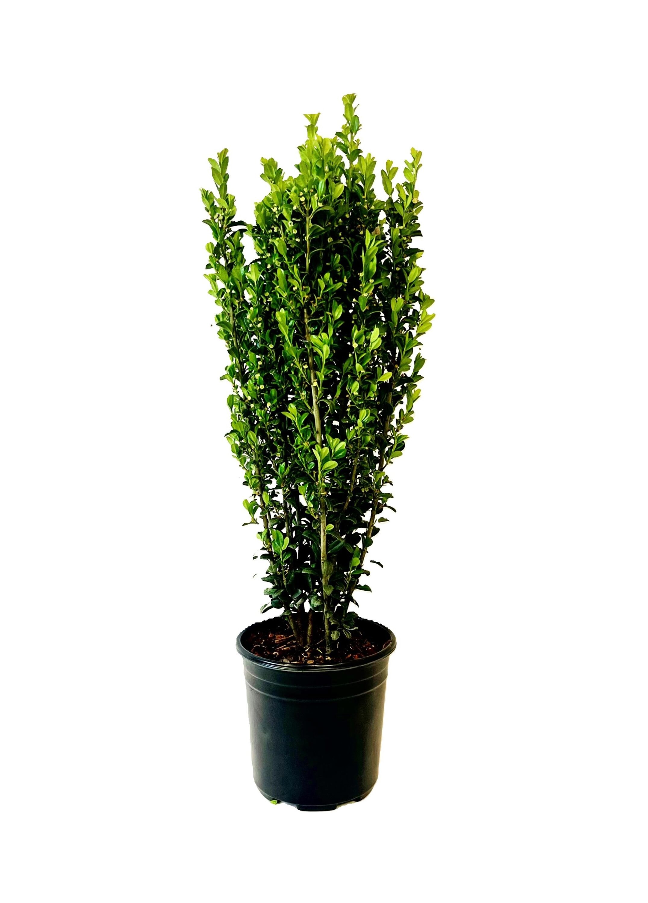 White Sky Pencil Holly Foundation/Hedge Shrub in 2.5-Quart Pot in the ...