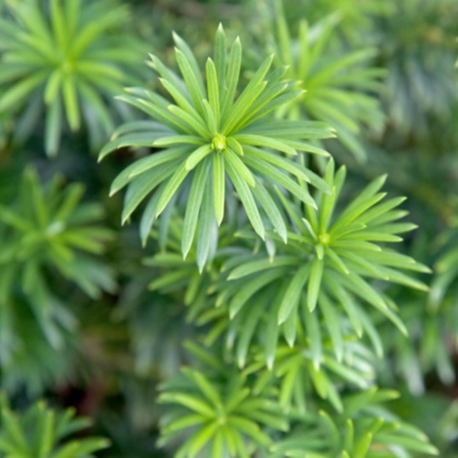 Southern Living Plant Collection 08072-1 shrubs - View #4
