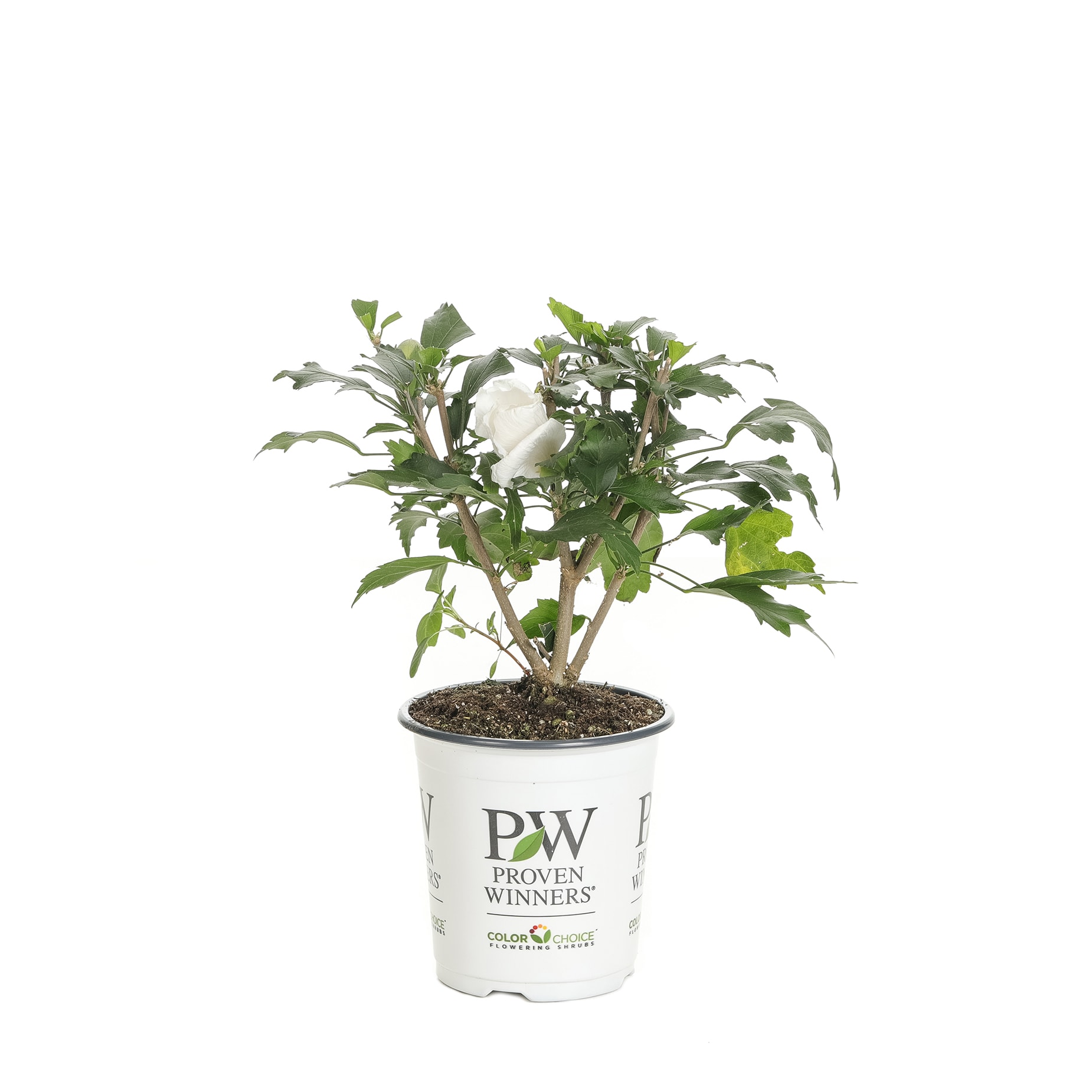 Proven Winners HIBPRC2417800 shrubs - View #3