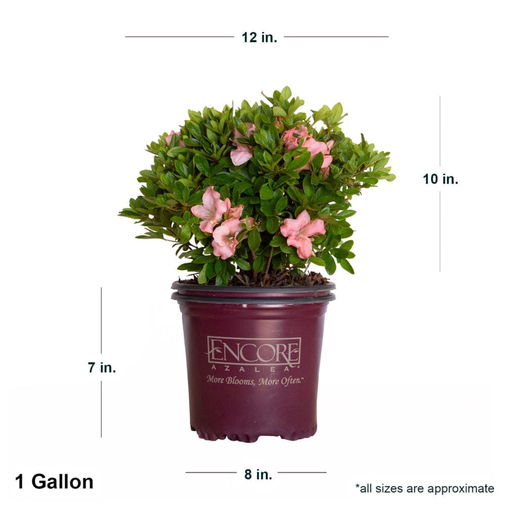 Encore Azalea 80591-1 shrubs - View #2