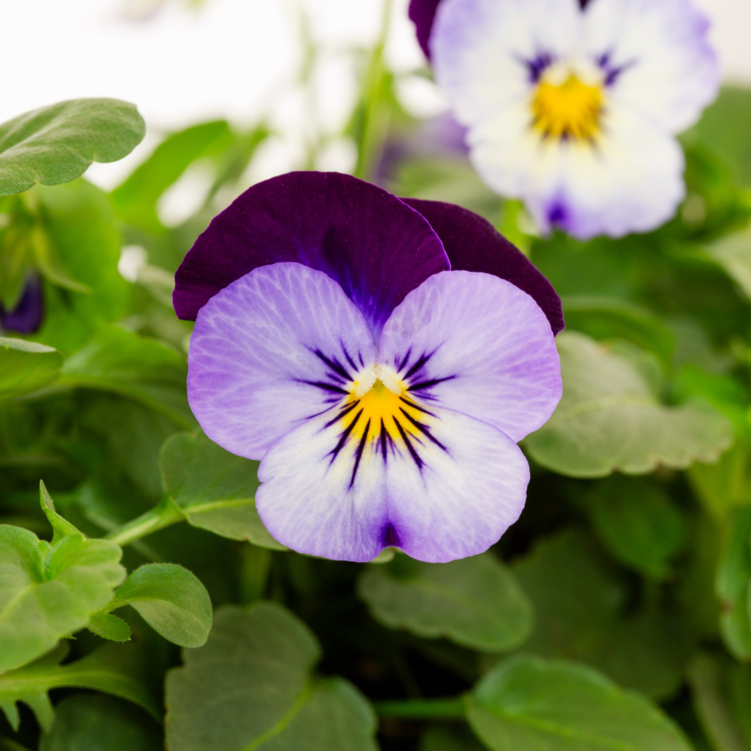 Lowe's NURSERY annuals - View #4