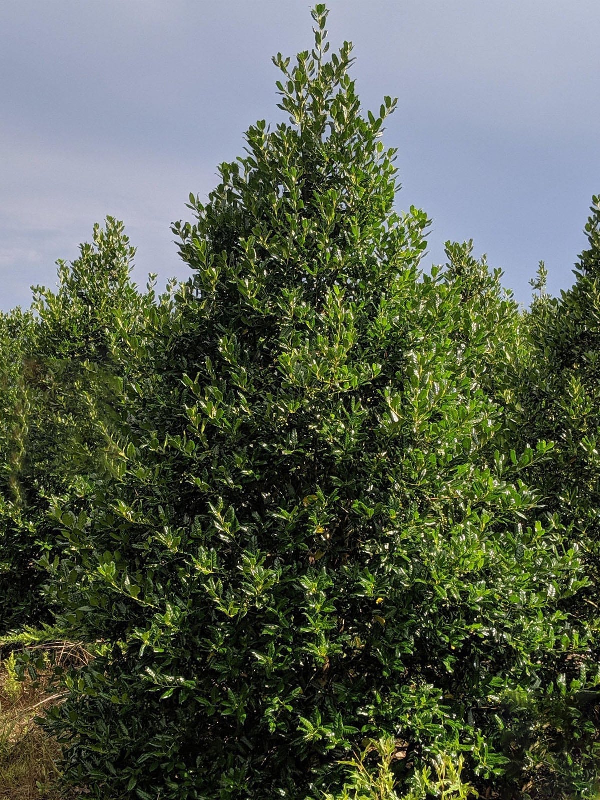 Southern Planters 3-Gallons Green Screening Nellie R. Stevens Holly In ...