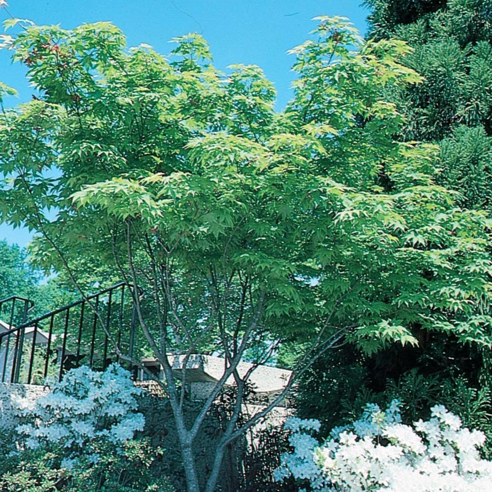  NURSERY 13-Gallon Red Feature Japanese Maple In Pot (With Soil)
