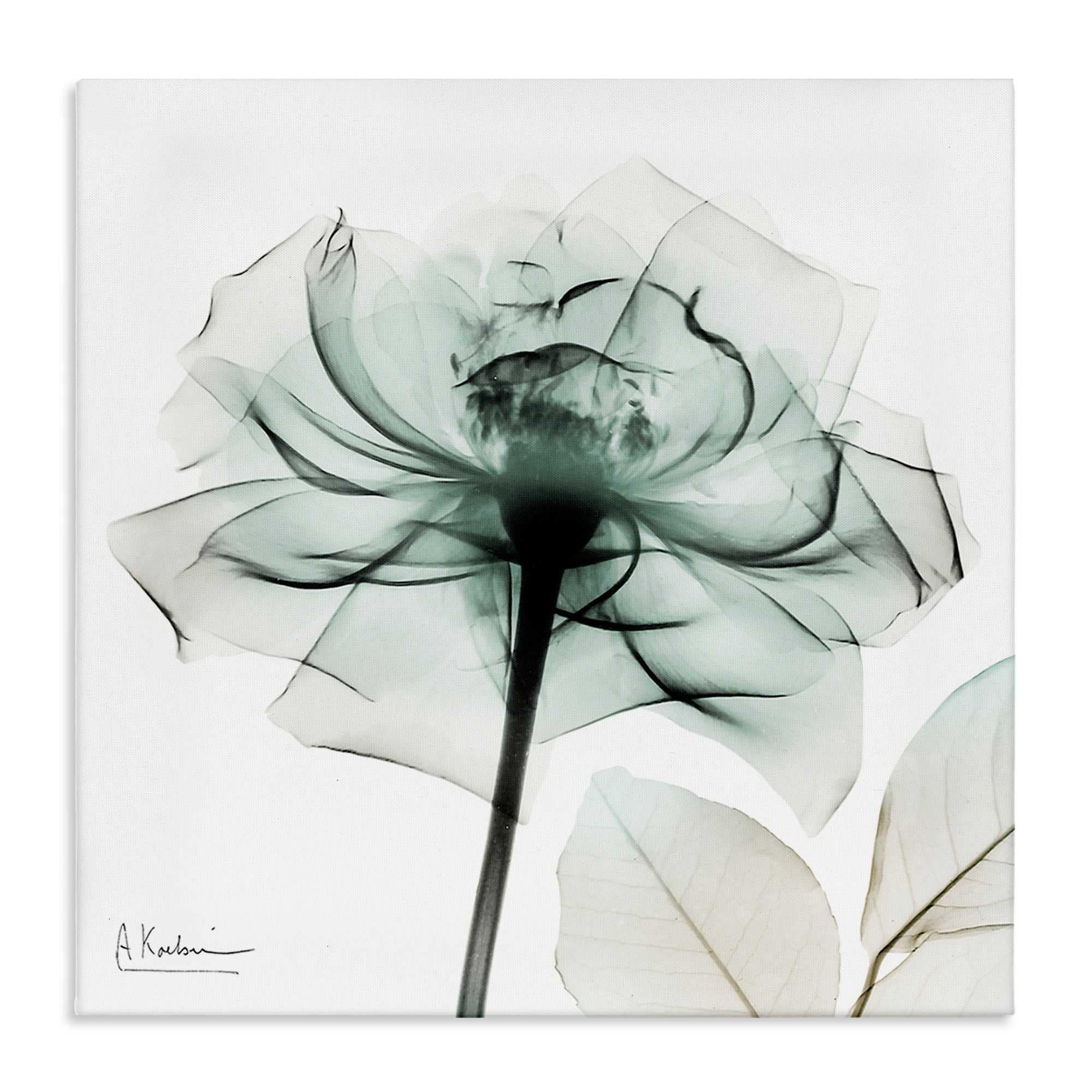Stupell Industries BS-022-CN-36X36 Transparent Flower Blossom Canvas Wall Art By Albert Koetsier 36 x 36