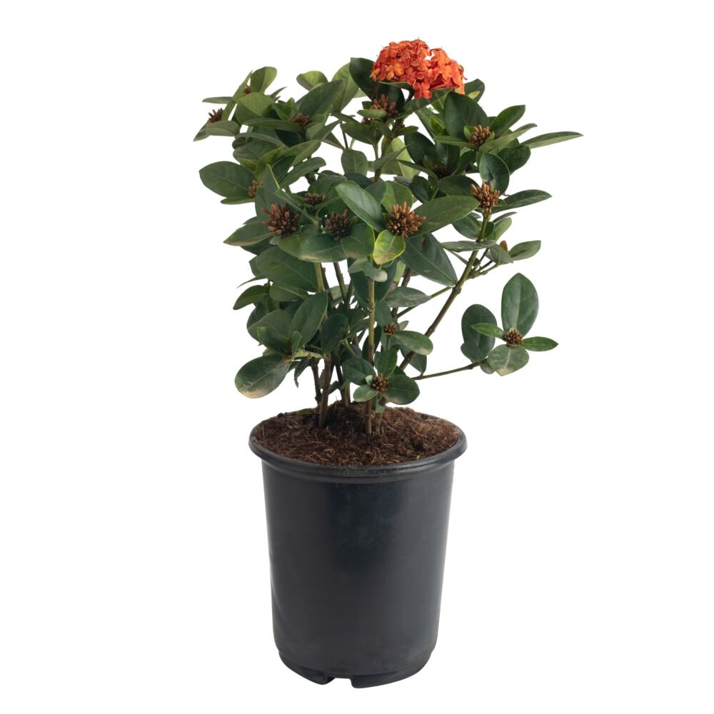 Lowe's 970598 Ixora Foundation/Hedge Shrub in 2.50 -Quart Pot 1.0 -Pack ,Red Blooms