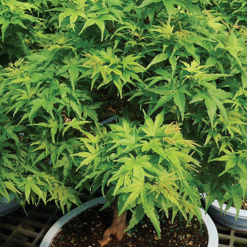 Brussel's Bonsai DT8023JMSP hseplants - View #3