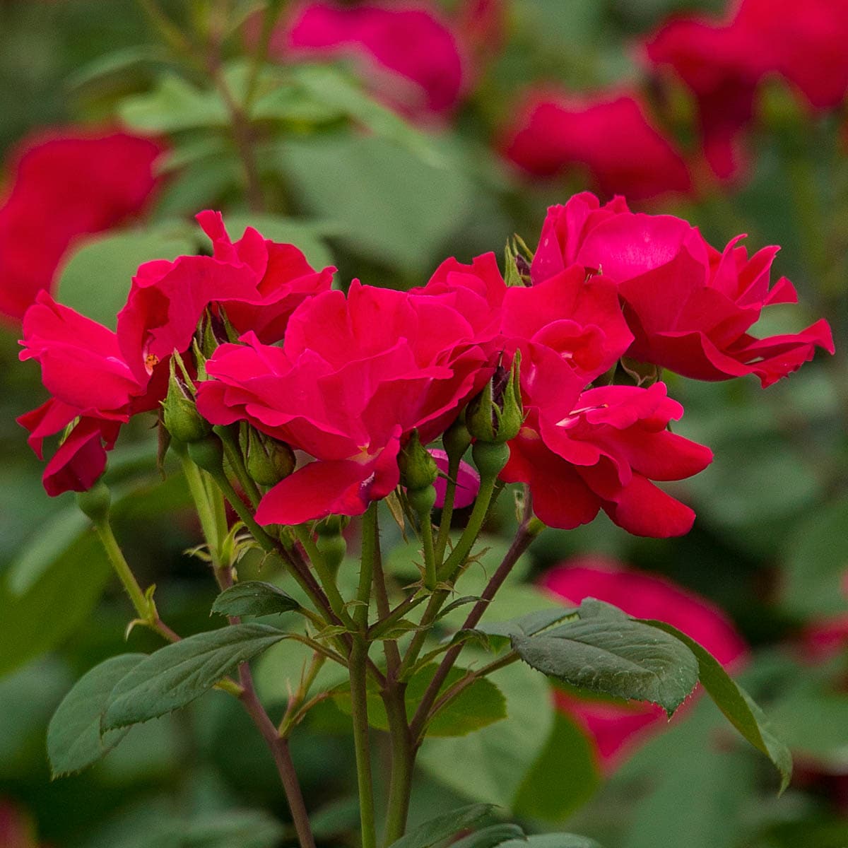 Spring Hill Nurseries 93552 roses - View #3