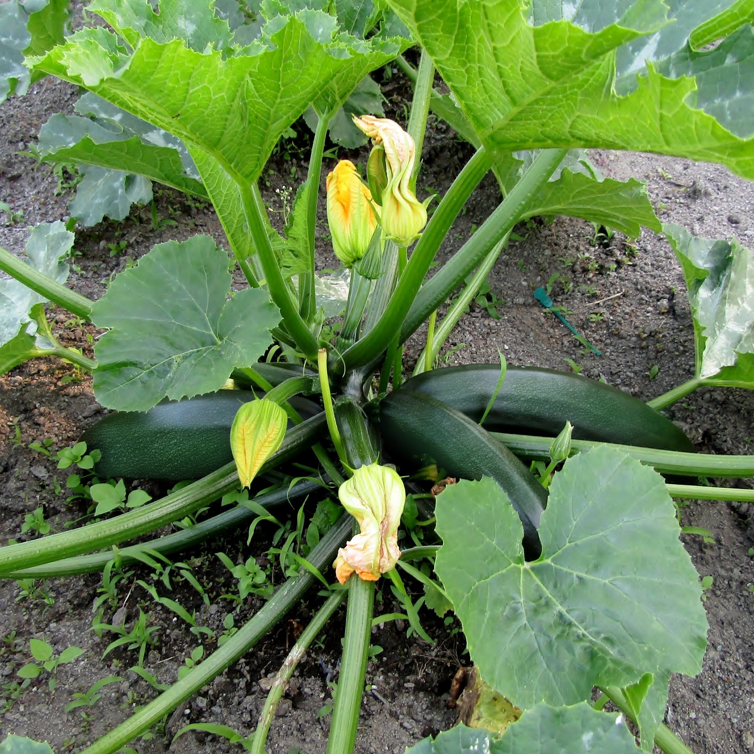 National Plant Network LW2258 Vegetable-Plants - View #3