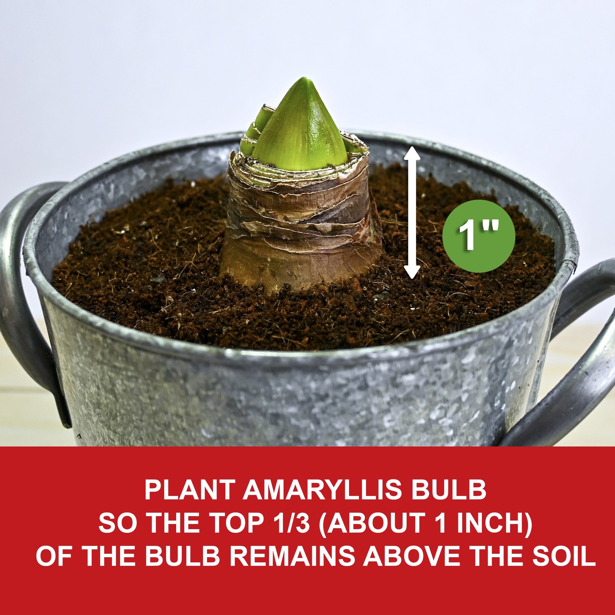 Garden State Bulb ECH-23-01-01 Plant-Bulbs - View #4