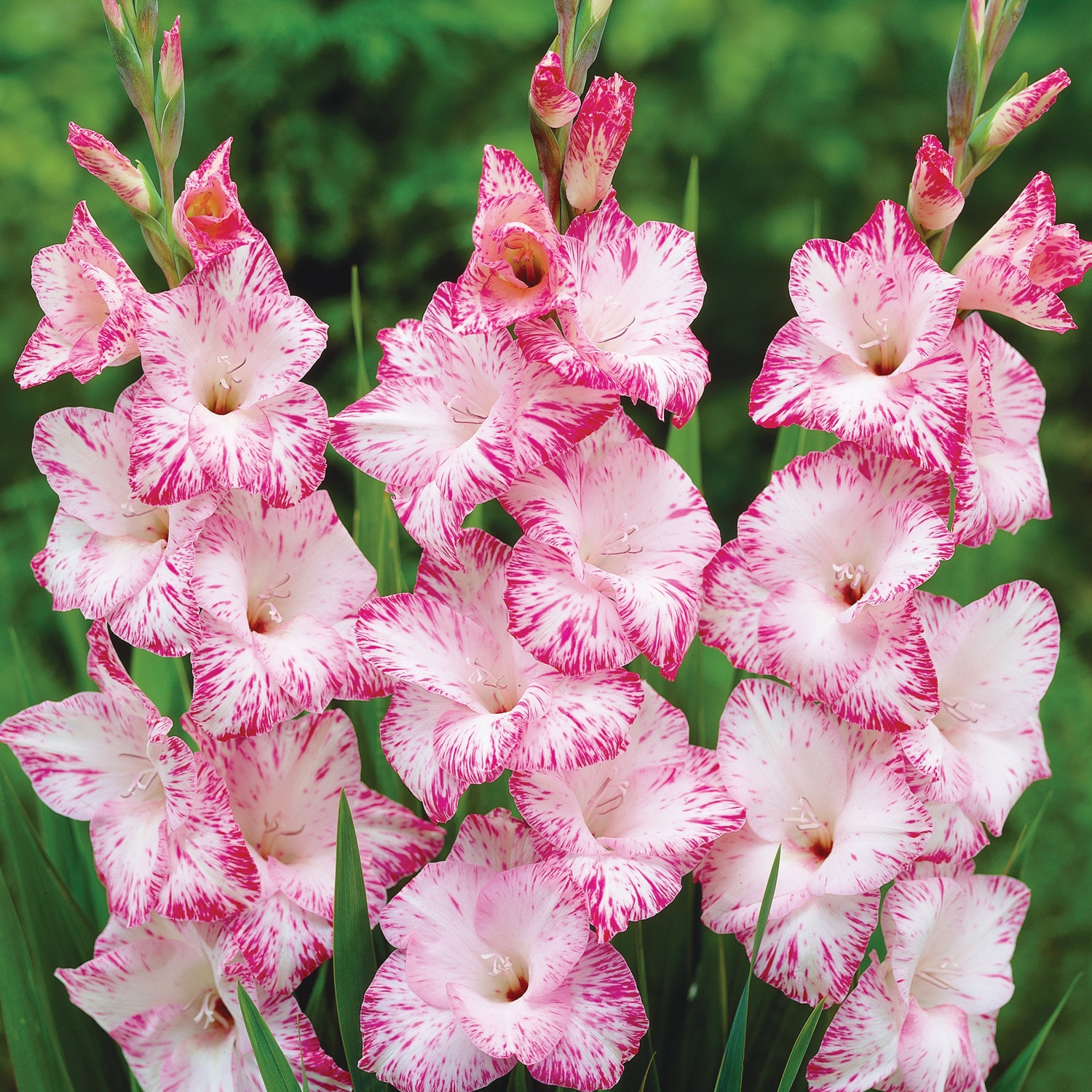 Van Zyverden 84516 Plant-Bulbs - View #3