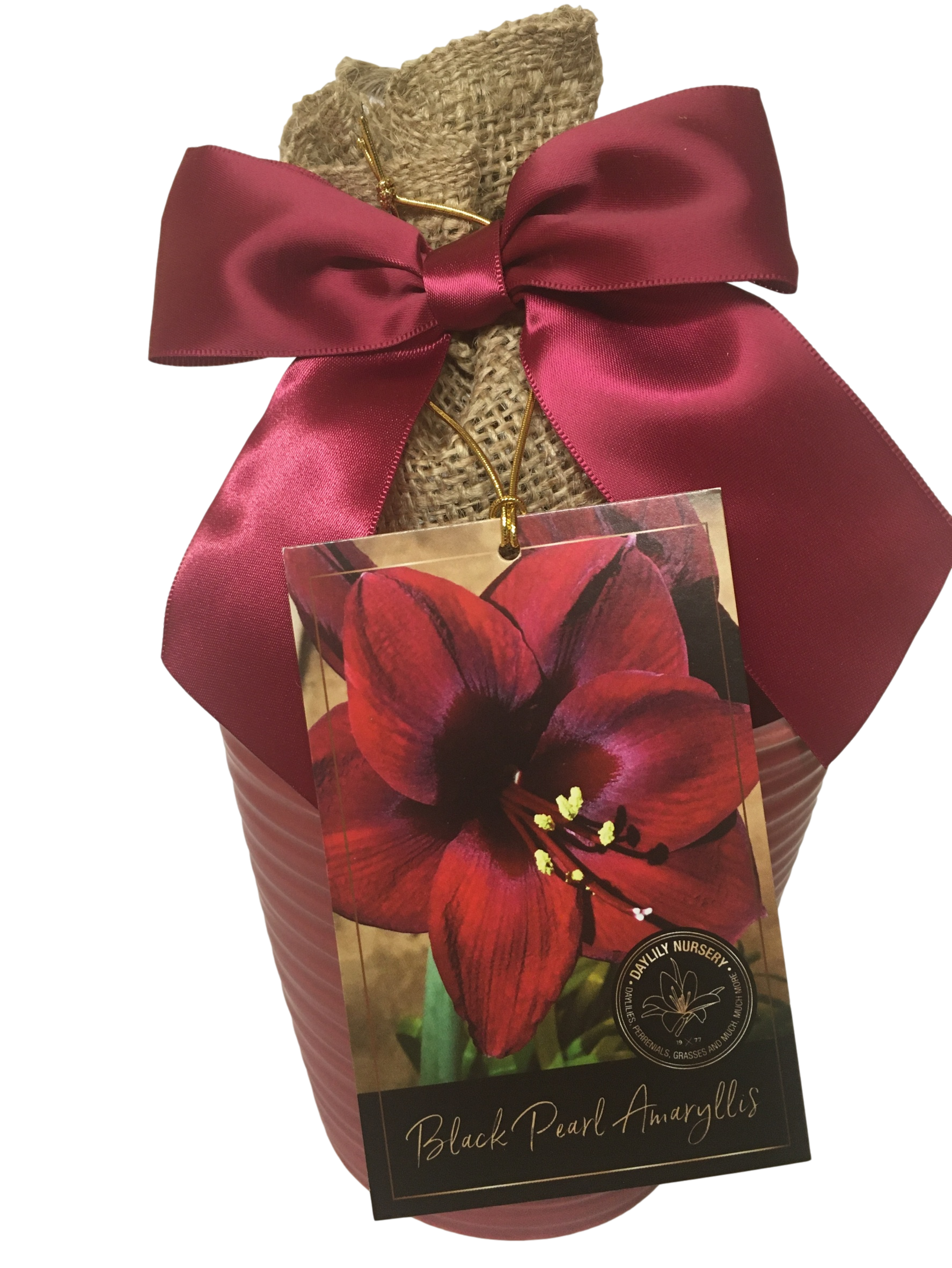 Daylily Nursery 22017 Purple Amaryllis Plant in 1 -Pack Plantable container 1 -Pack