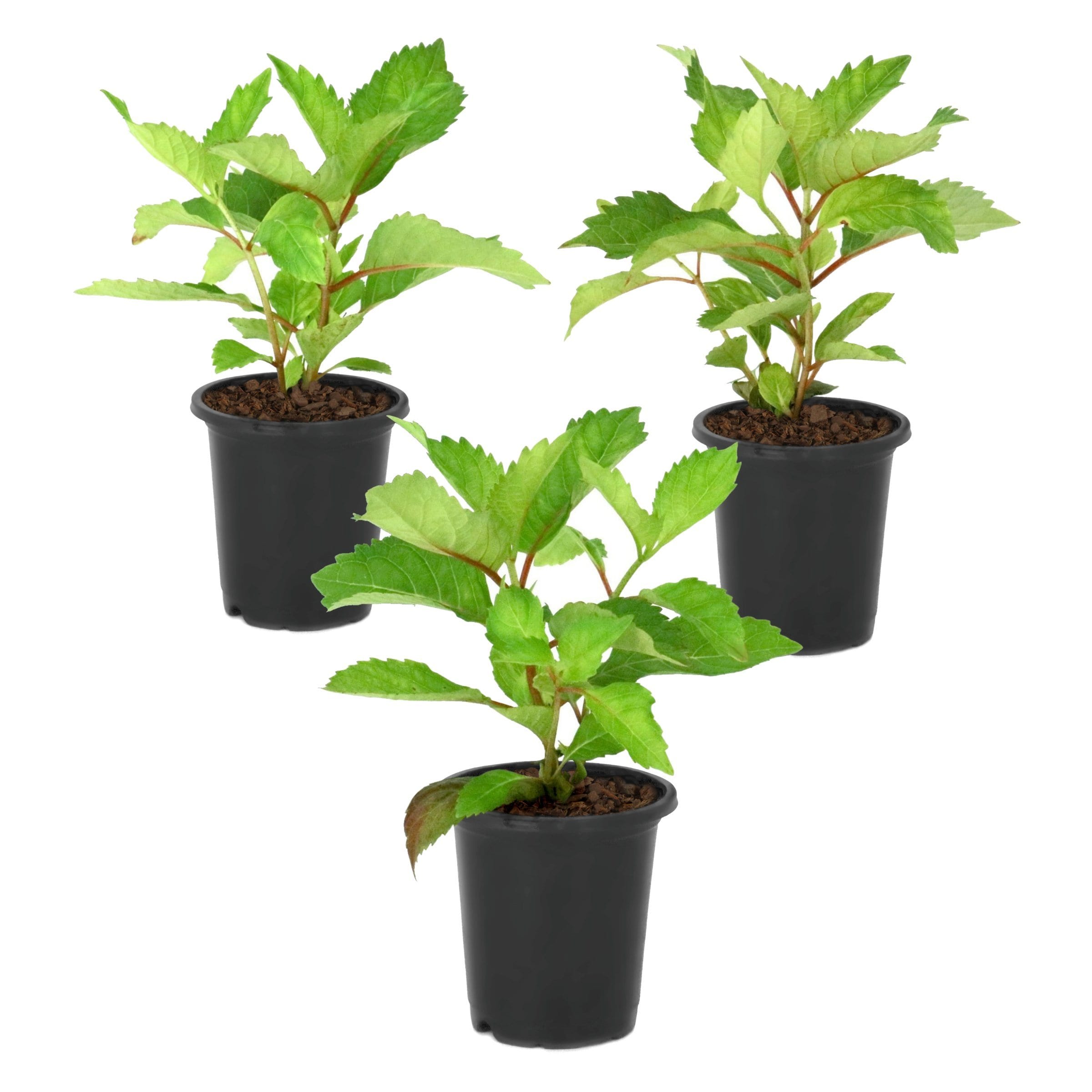 National Plant Network - 4 -Pack Preziosa Flowering Shrub with White Blooms 3 -Pack