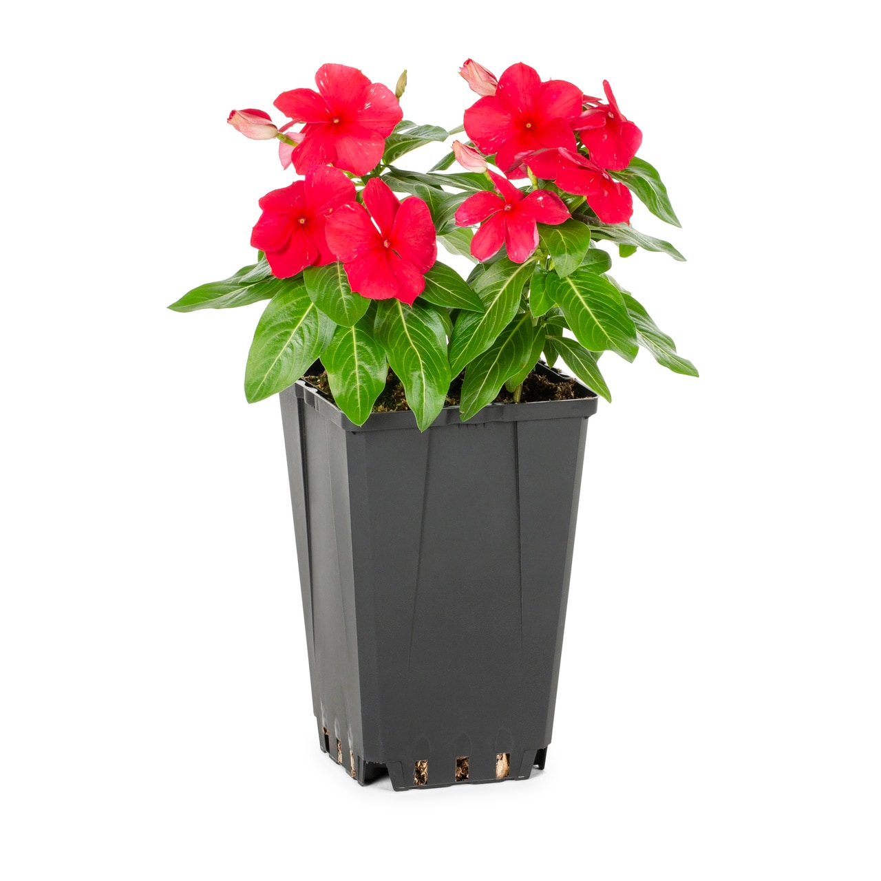 Metrolina Greenhouses 5079 annuals - View #2