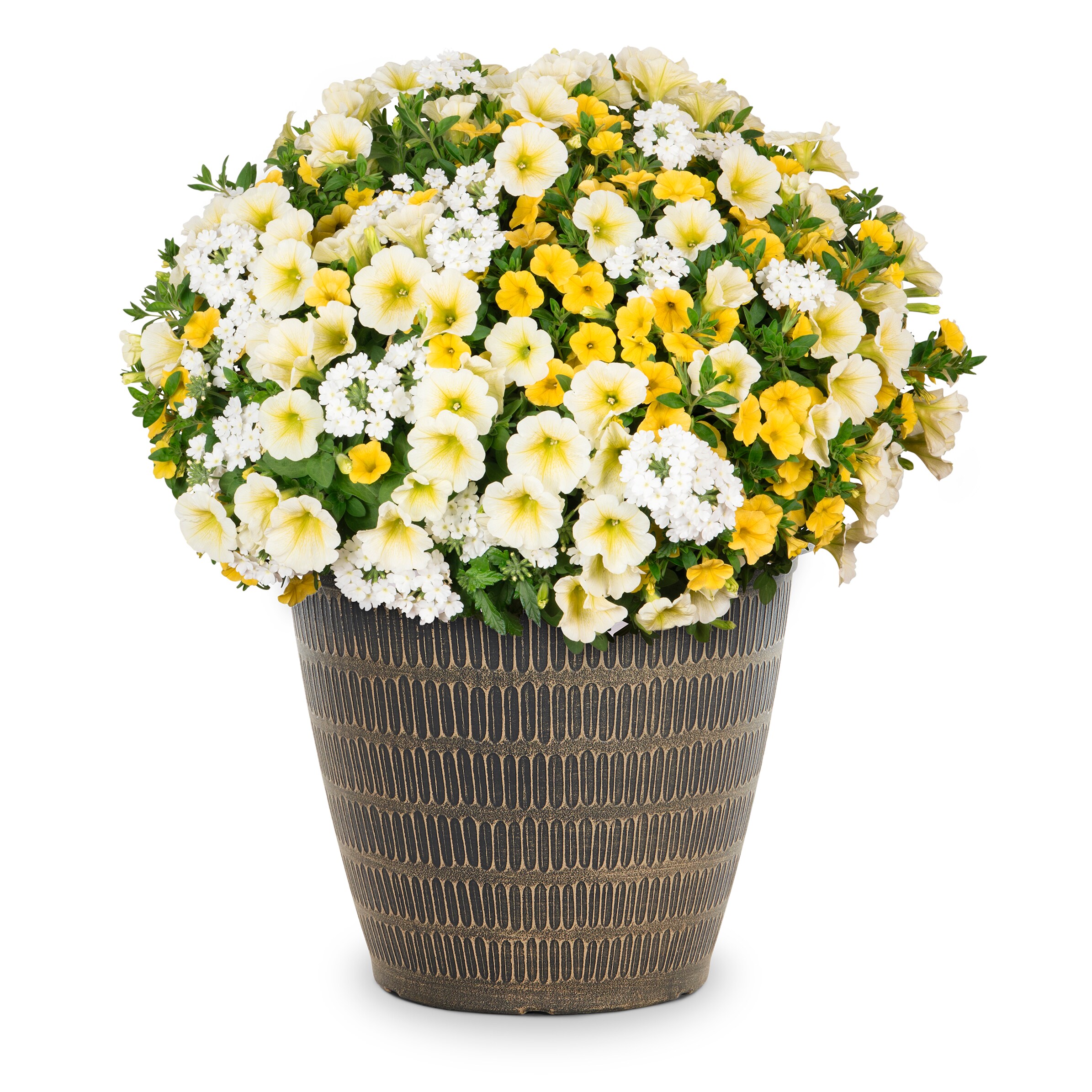 Lowe's Multicolor Confetti Garden Pineapple Punch in 2.5Gallon Planter