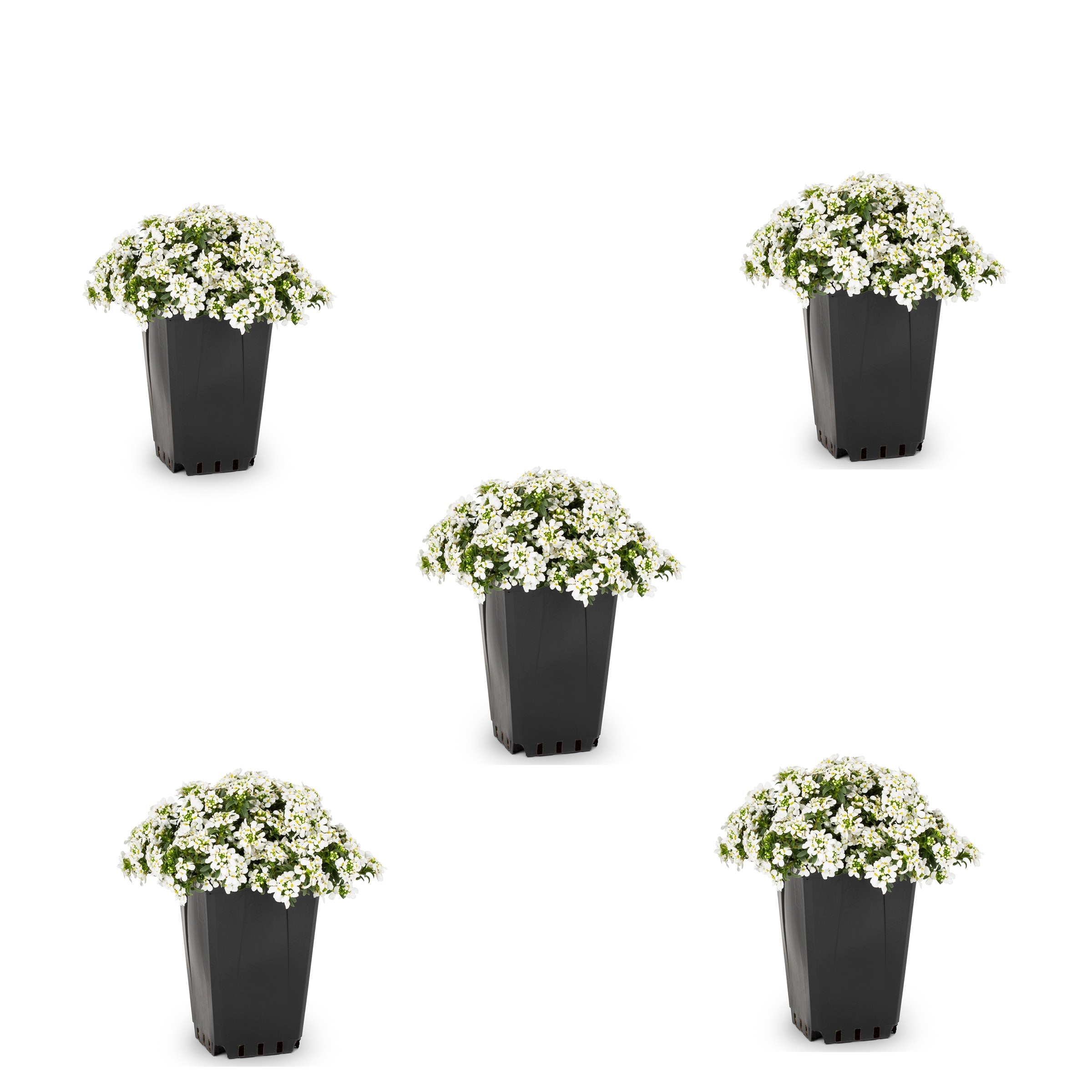 Pot Perennials at Lowes.com