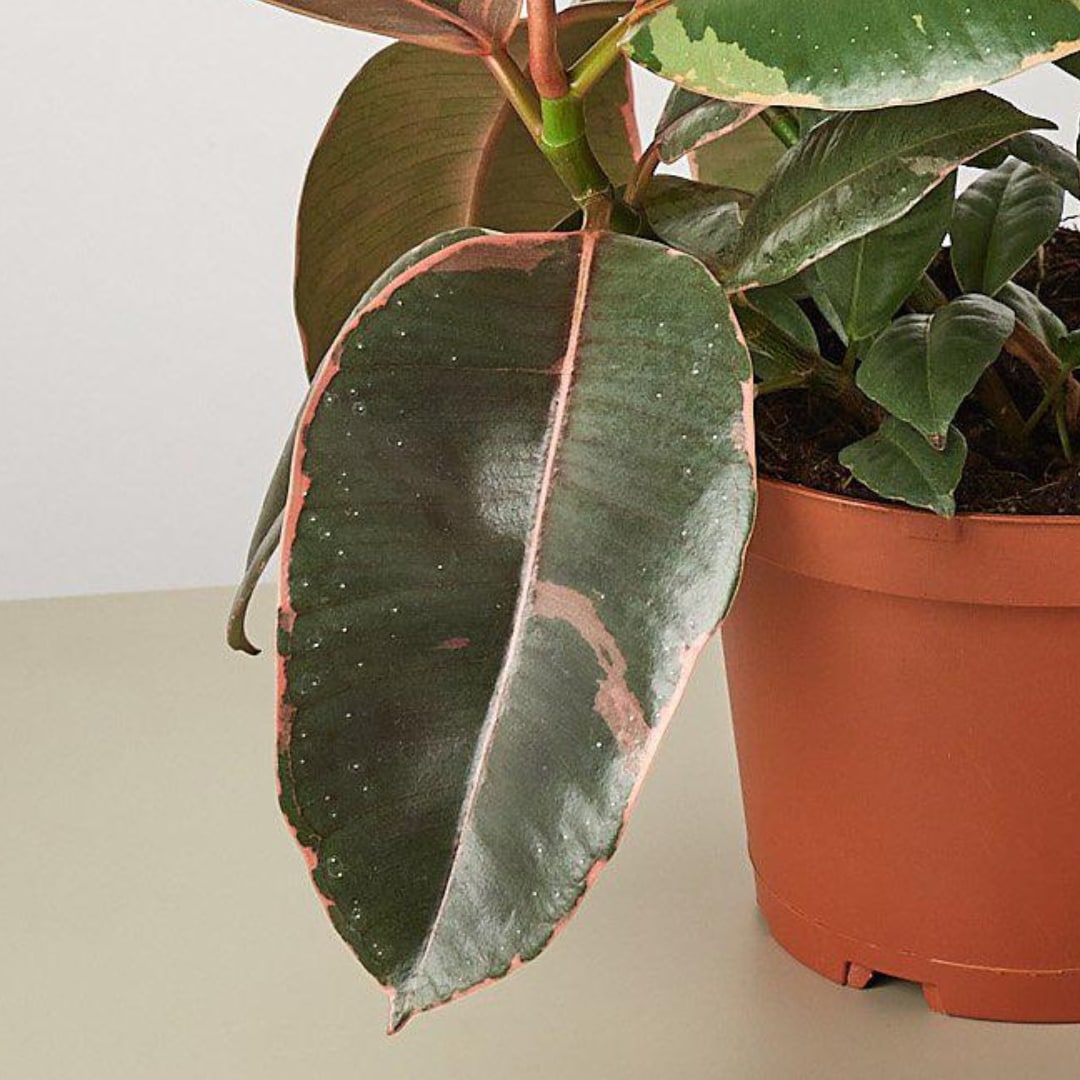 House Plant Shop 6-FICUS-RUBYPINK hseplants - View #2