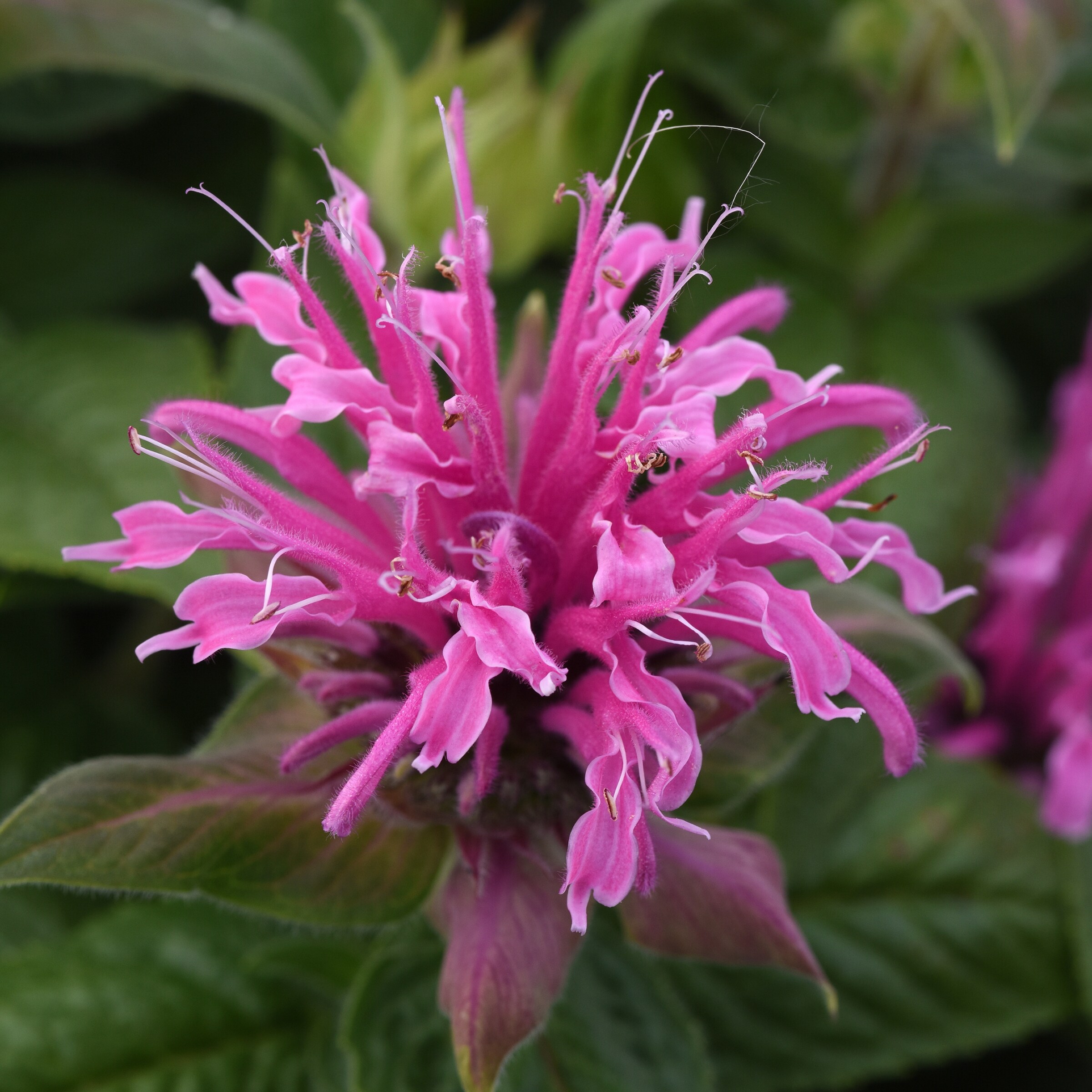 National Plant Network LW1582 perennials - View #8
