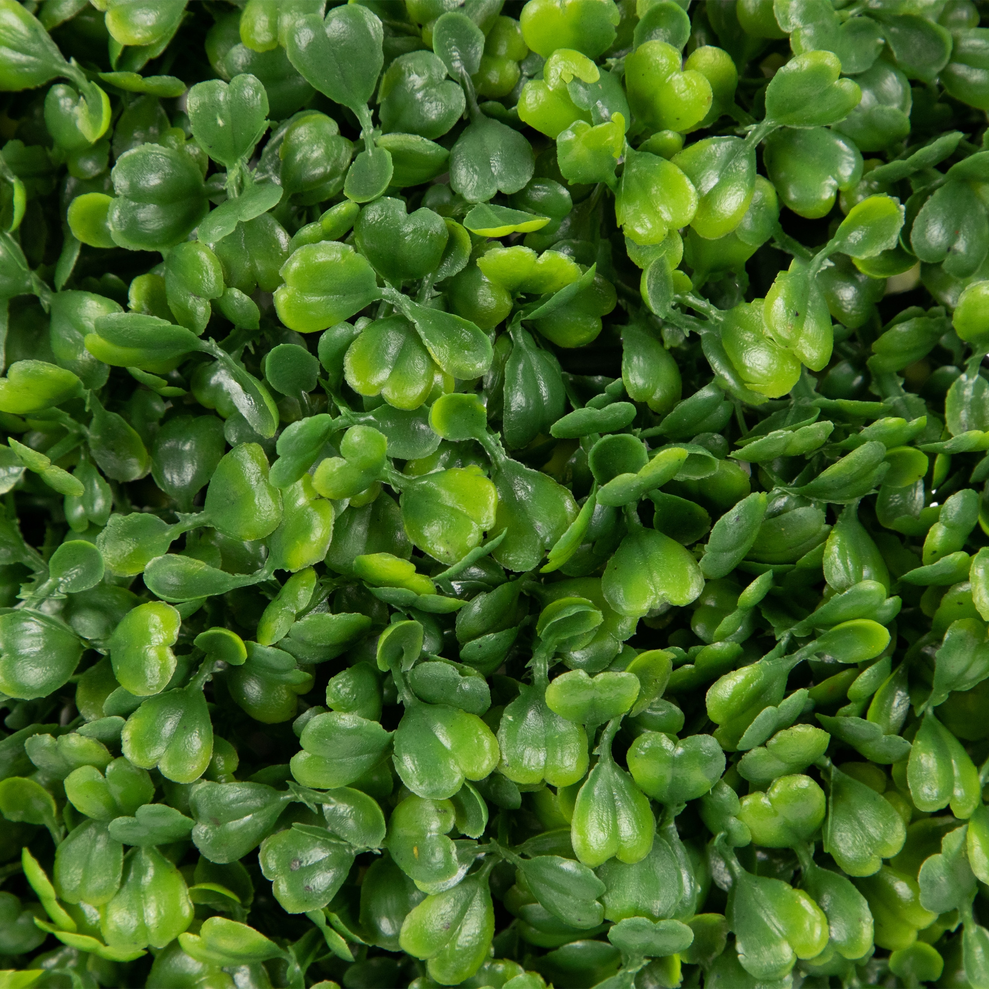 Two-Tone Green Plastic Boxwood Topiary, 13.7" Tabletop