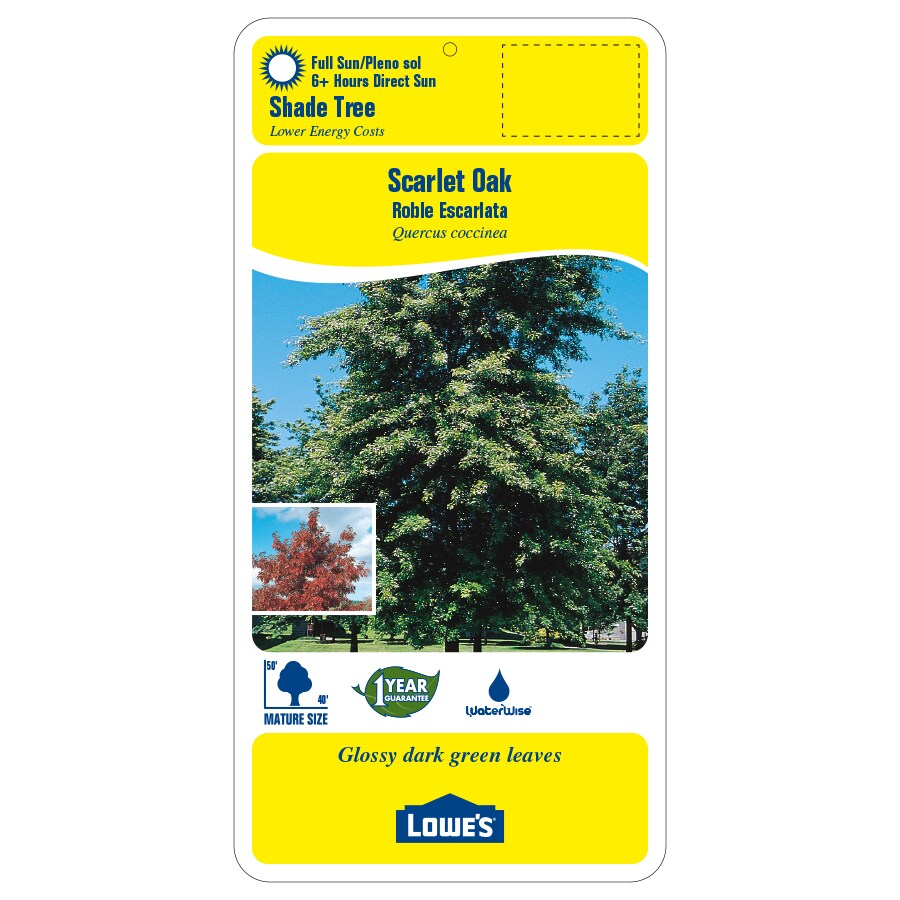 3.63-Gallon Green Shade Tree Scarlet Oak In Pot (With Soil) in the ...