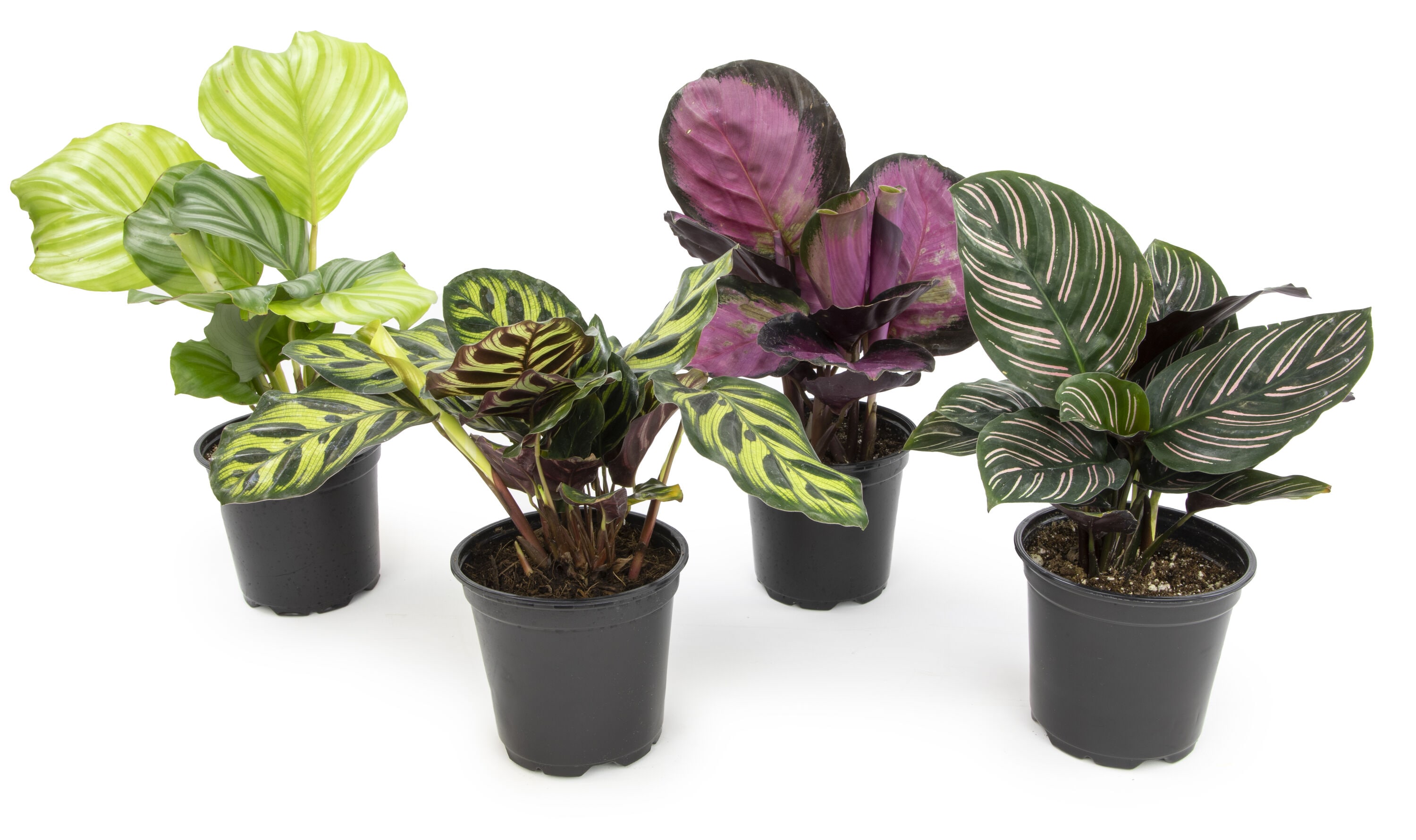Altman Plants 0872717 Prayer Plant House Plant in 1.3-Pint Pot 4-Pack