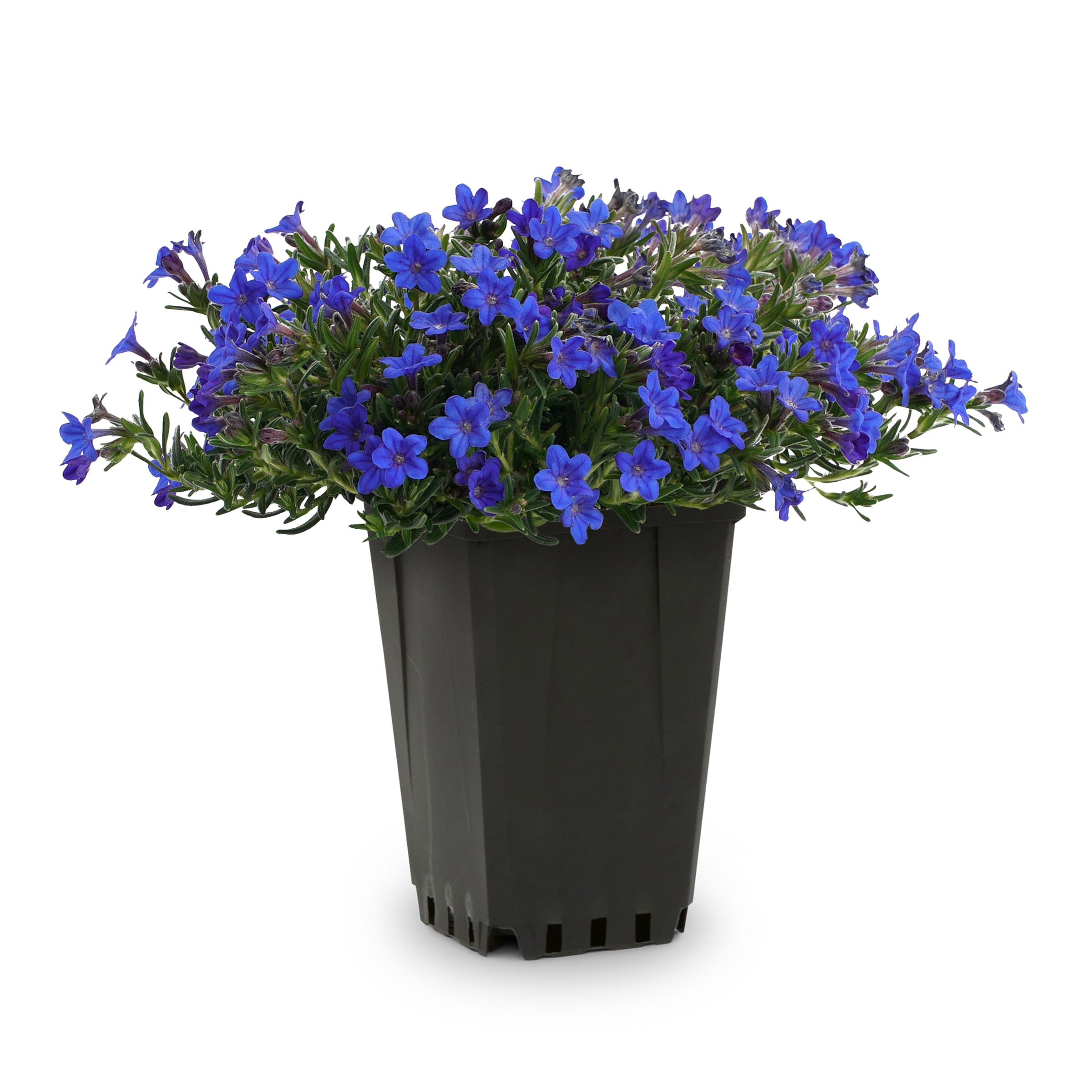 Lithodora Spring To Summer Plants, Bulbs & Seeds At Lowes.com