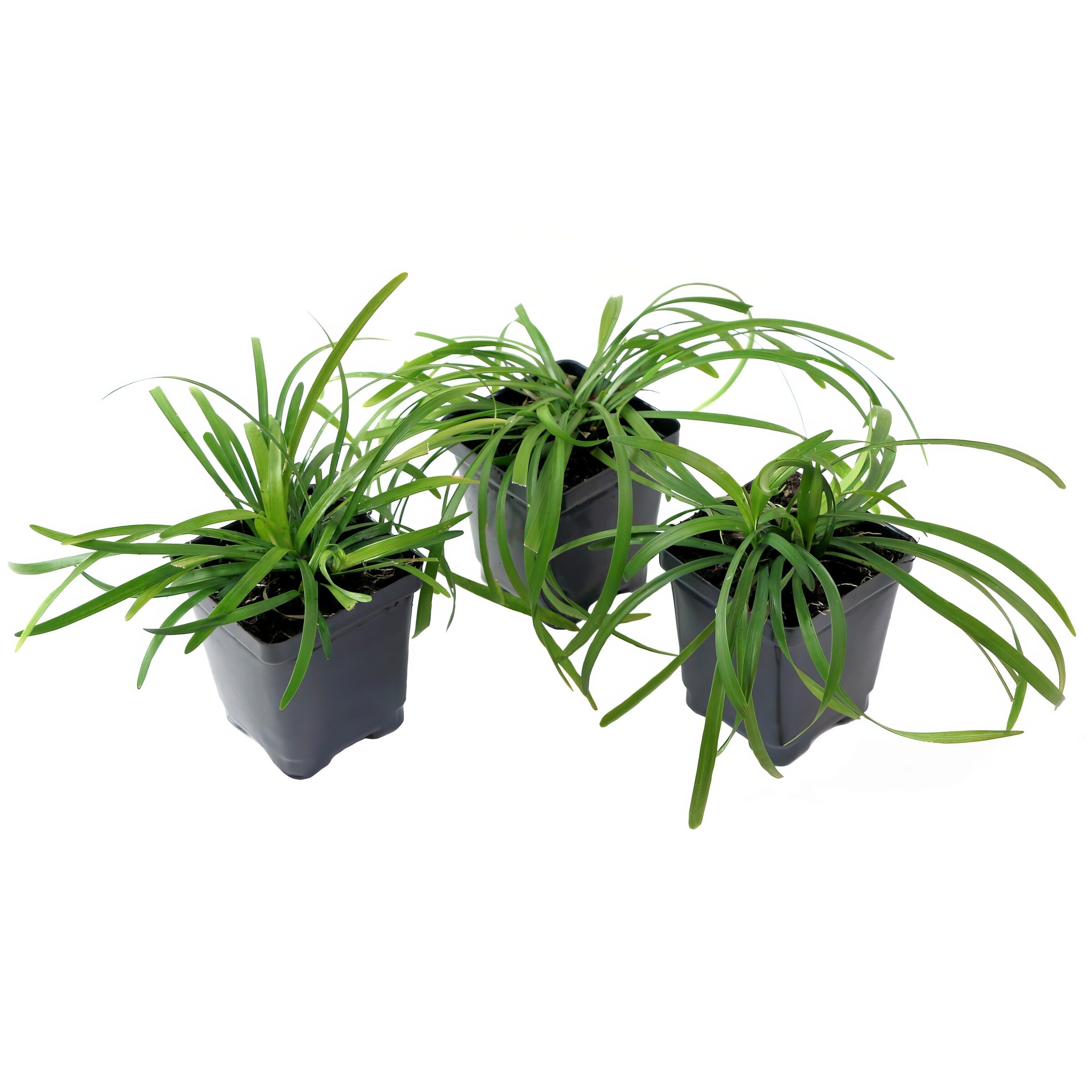 National Plant Network LW1567 perennials - View #7