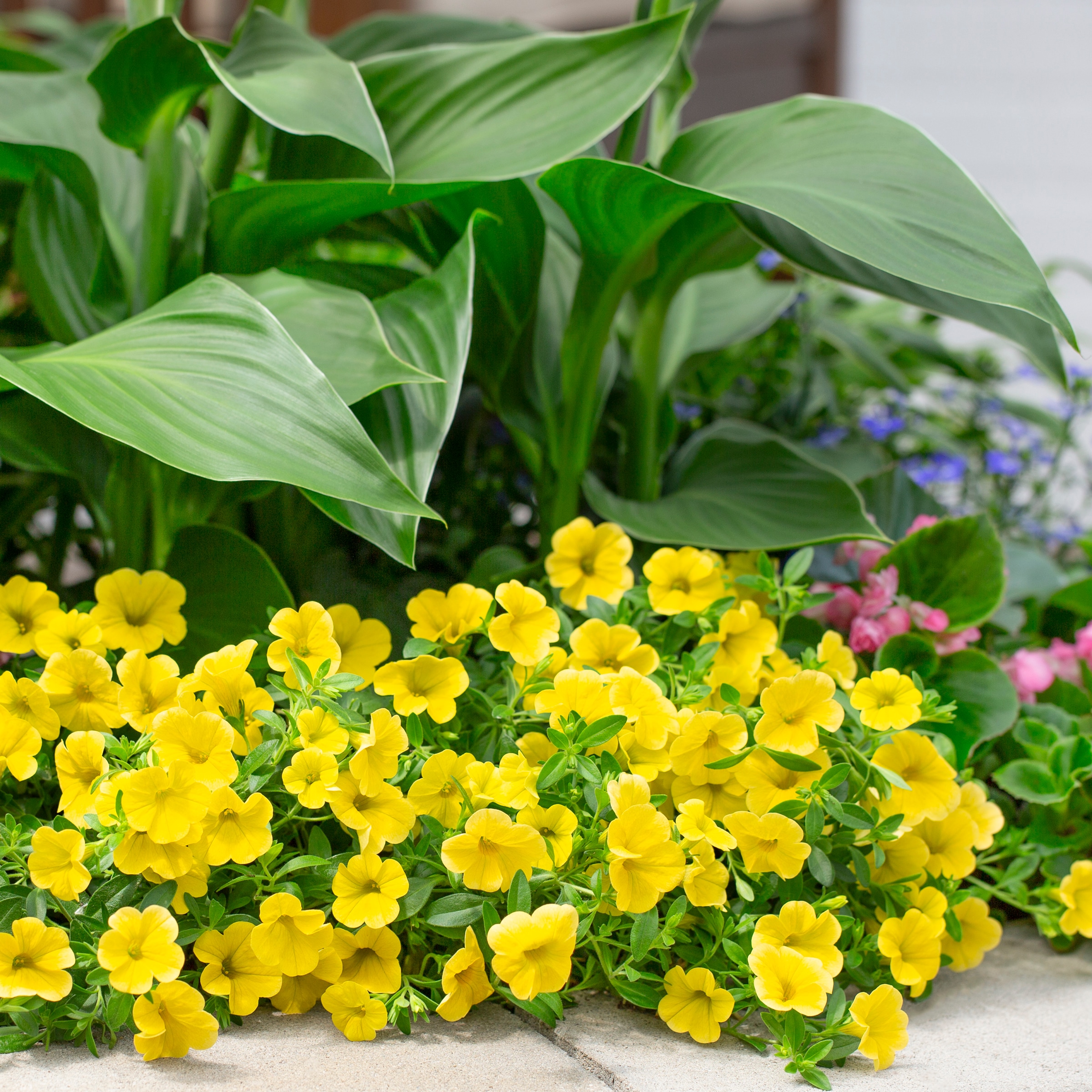 Monrovia 4815 annuals - View #5