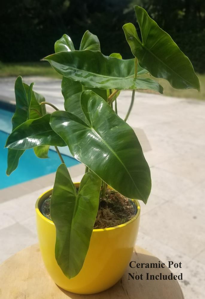 Burle Marx Philodendron House Plant in 6-in Pot