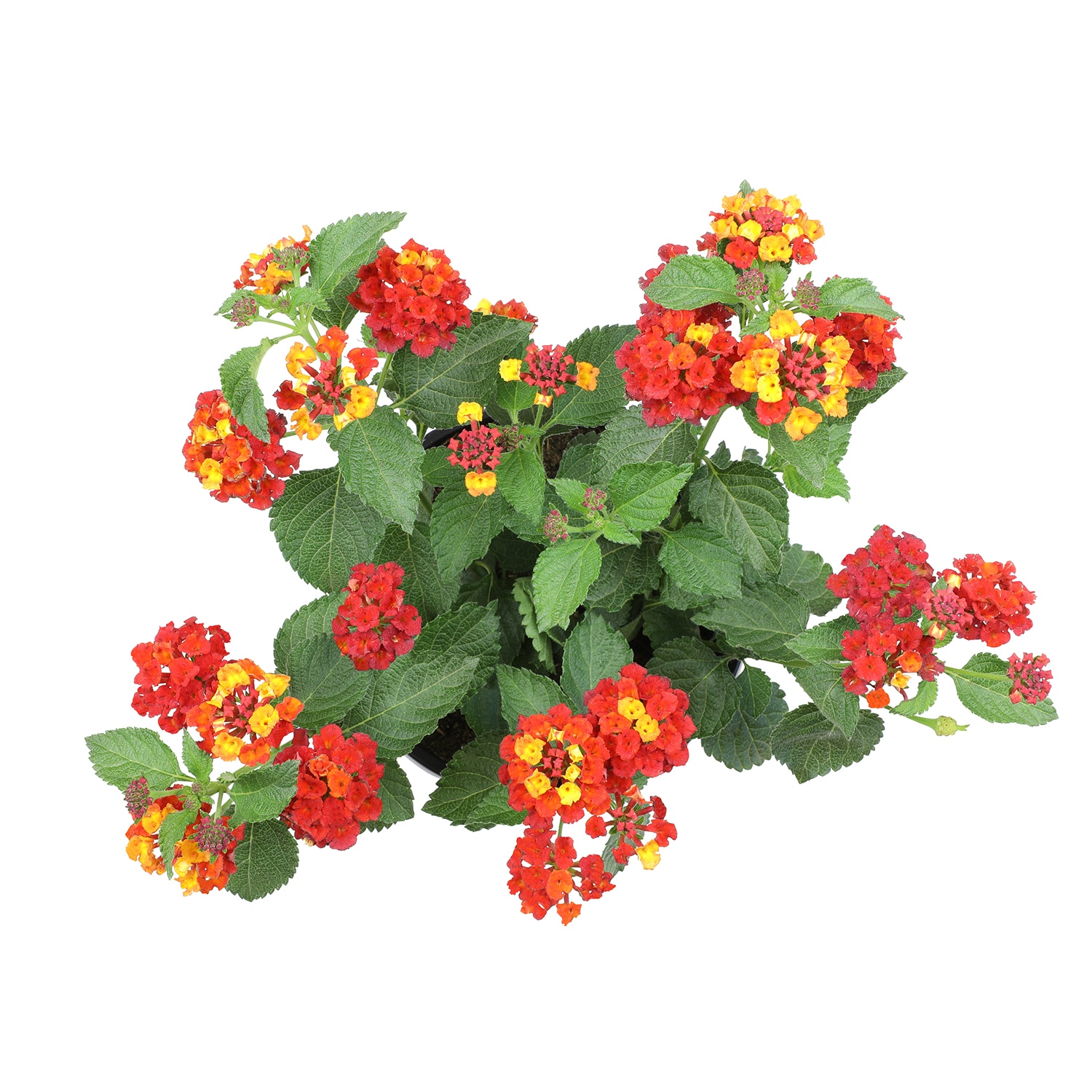Altman Plants 0881266 annuals - View #4