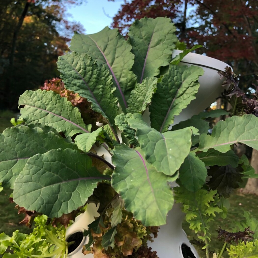 Lettuce Grow SO-SV-6-37084853 Vegetable-Plants - View #12