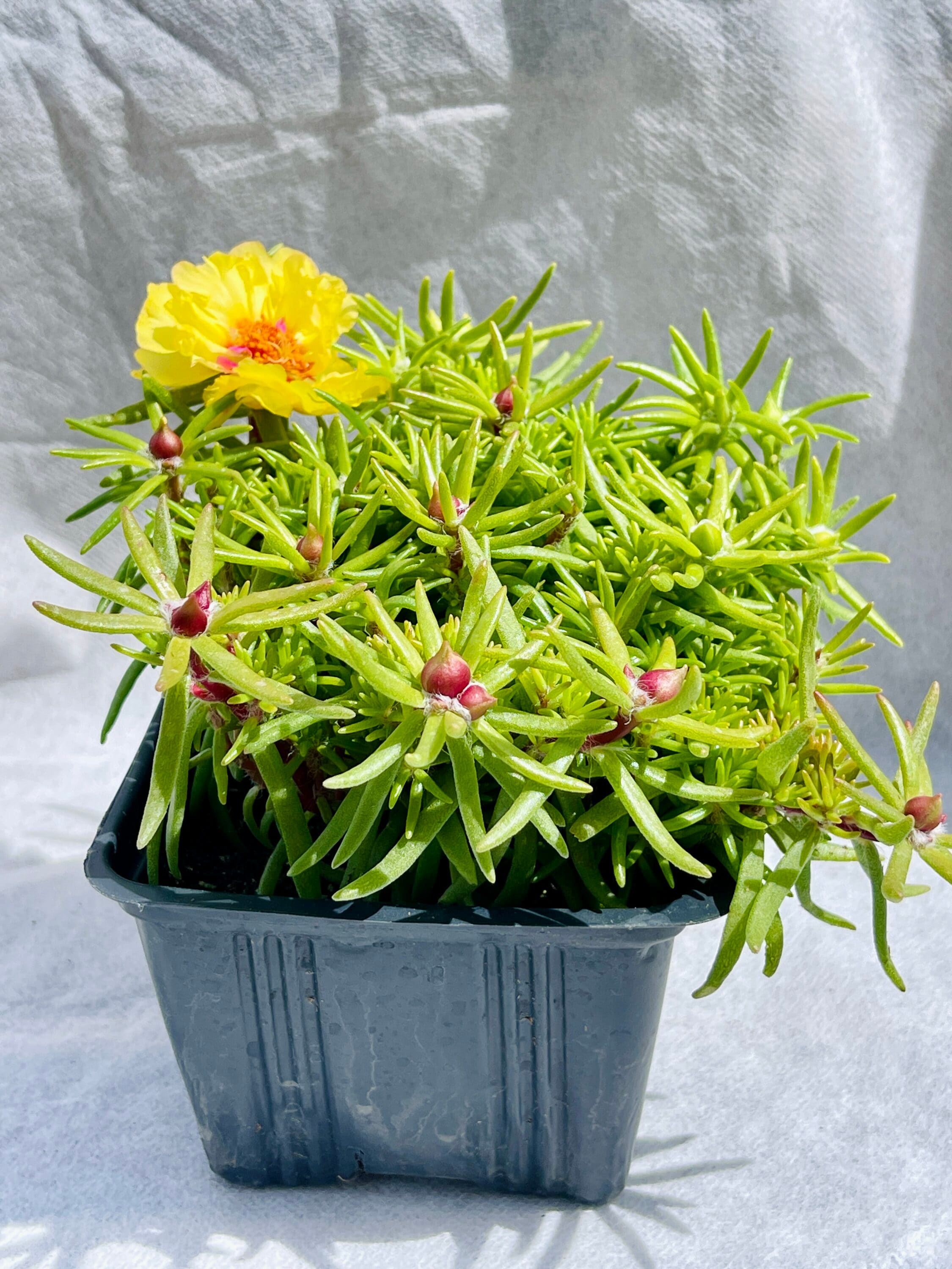 MiniEpic OP-LS-07 hseplants - View #4